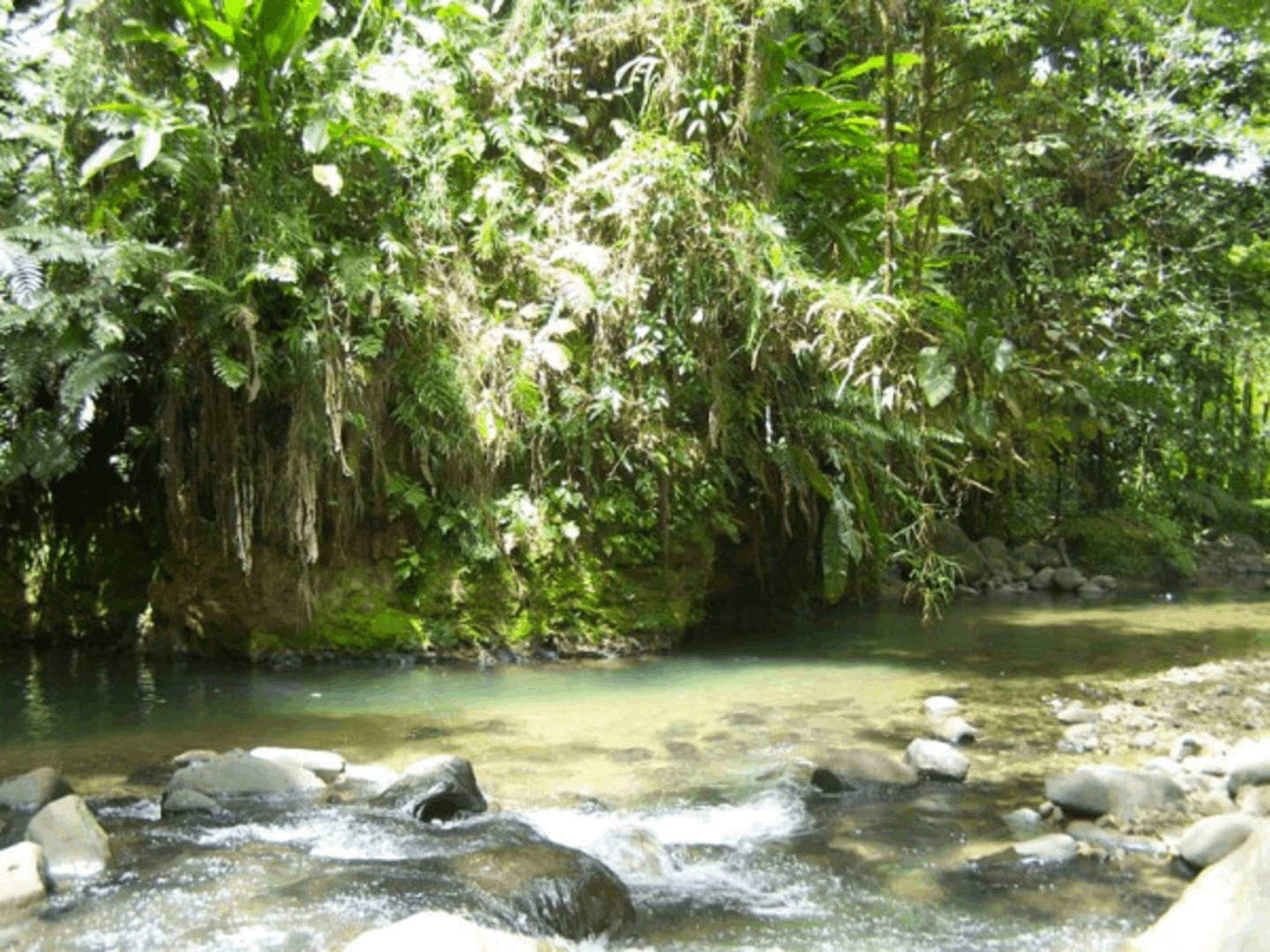 Balade en forêt humide et remontée de la rivière