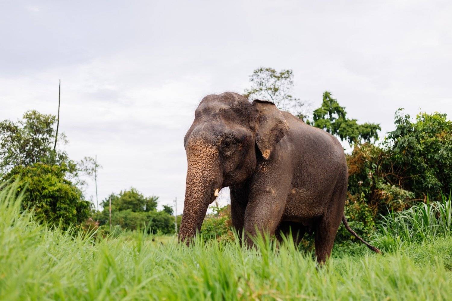 Rencontre éthique avec les éléphants