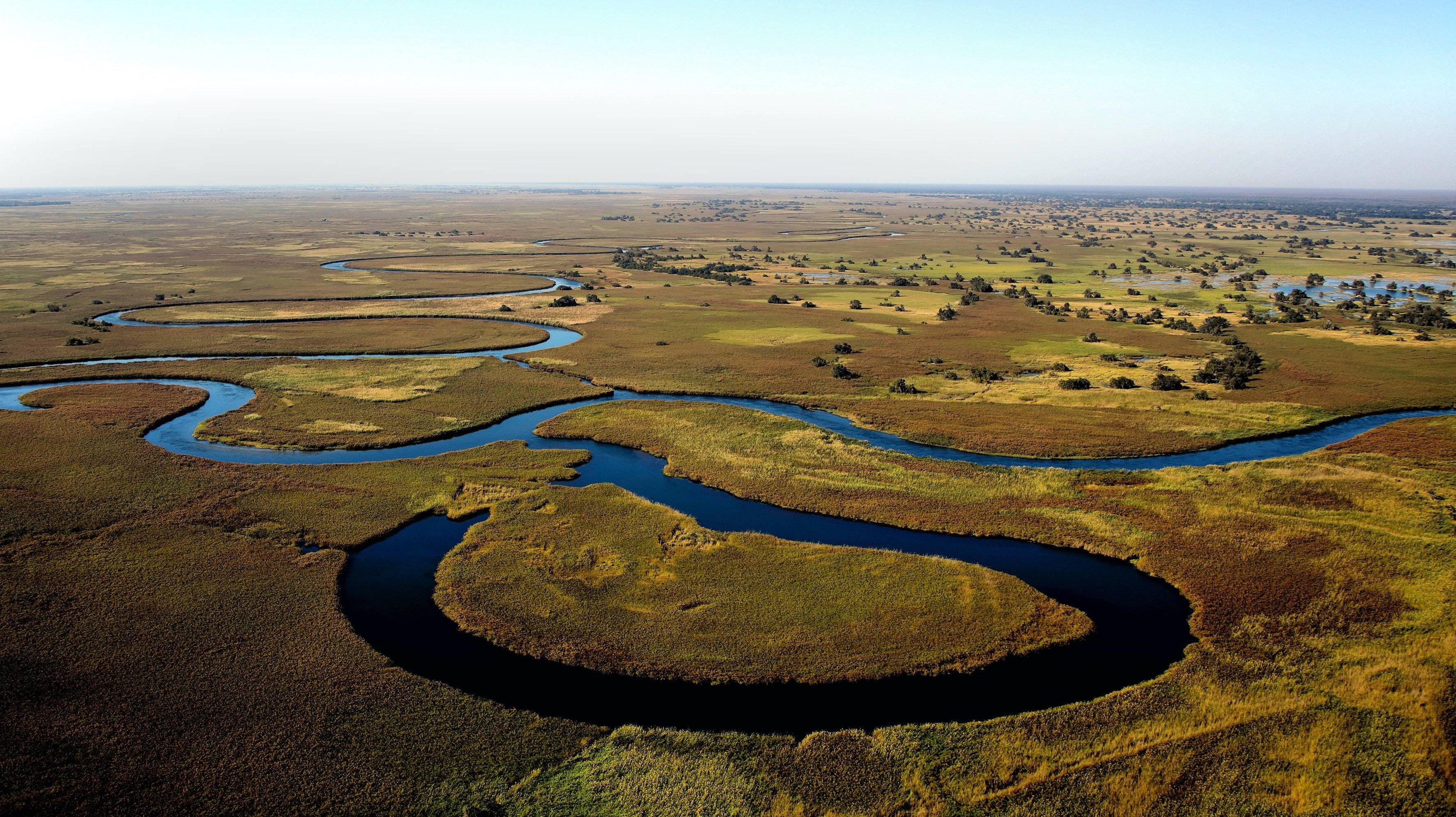 Papyrus du Delta de l'Okavango