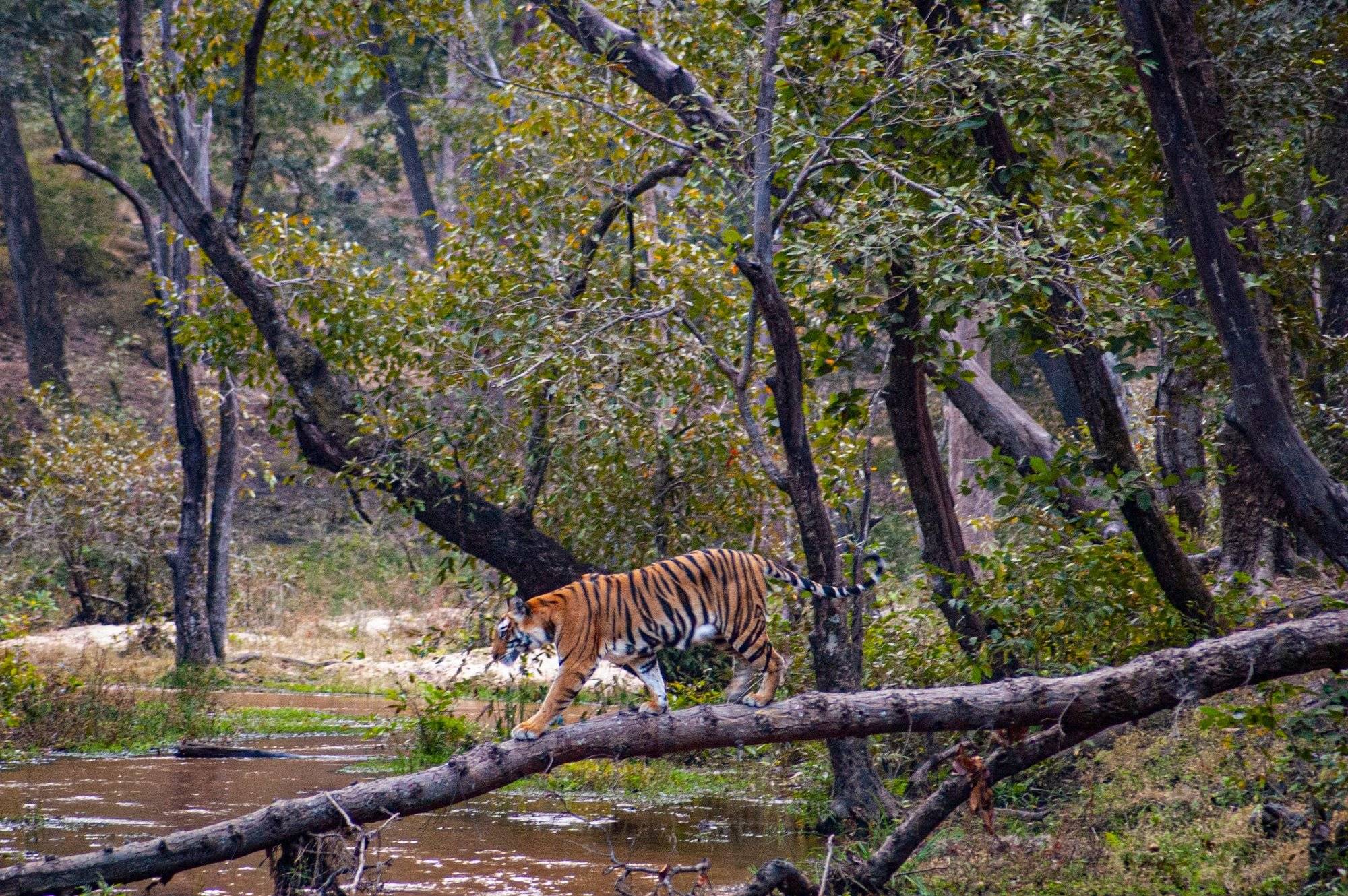 Safari au parc national de Bandhavgarh