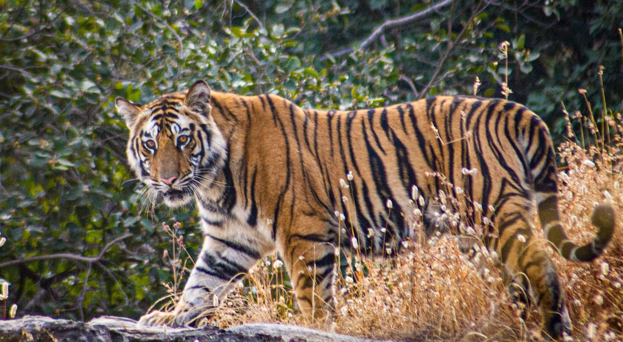 Tigres et safari au parc national de Kanha