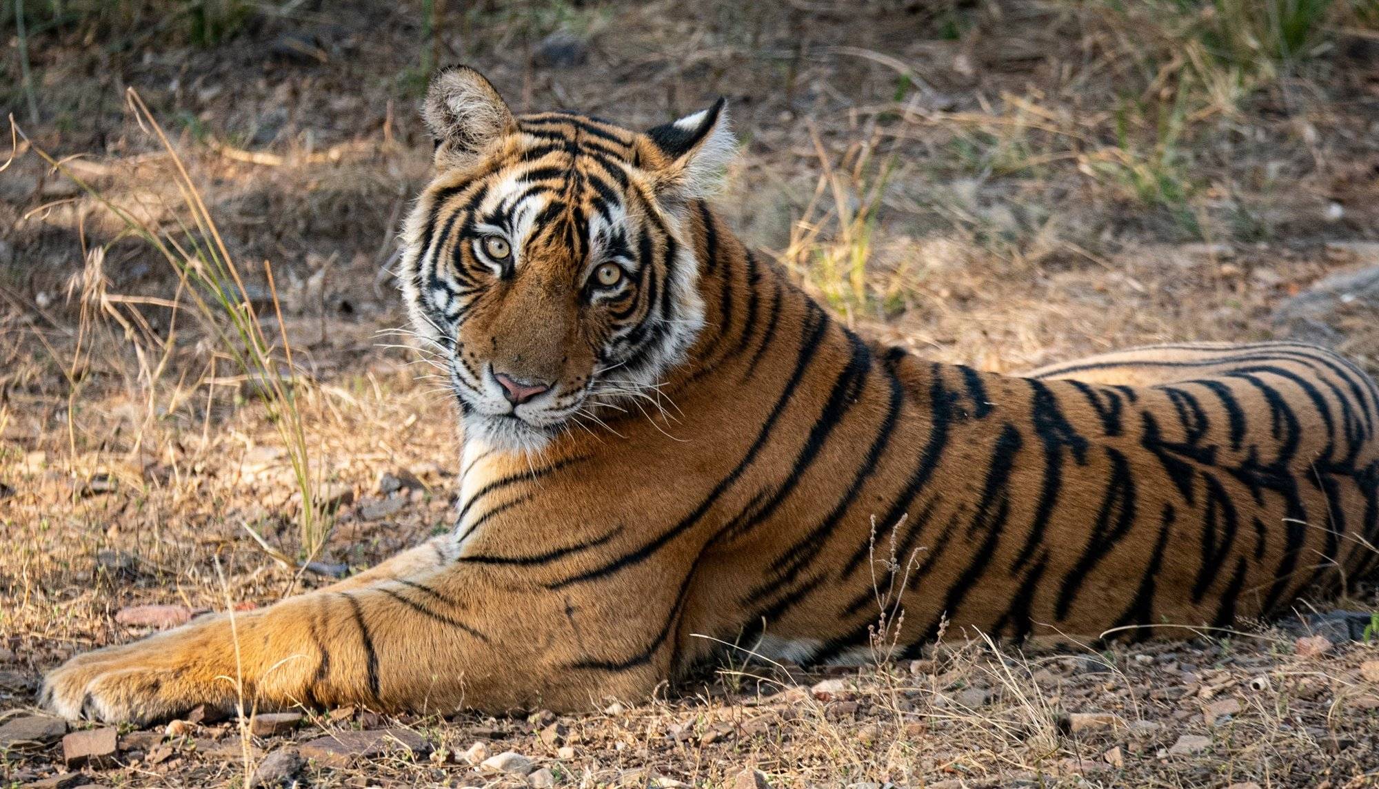 Rencontre avec les tigres du parc national de Bandhavgarh