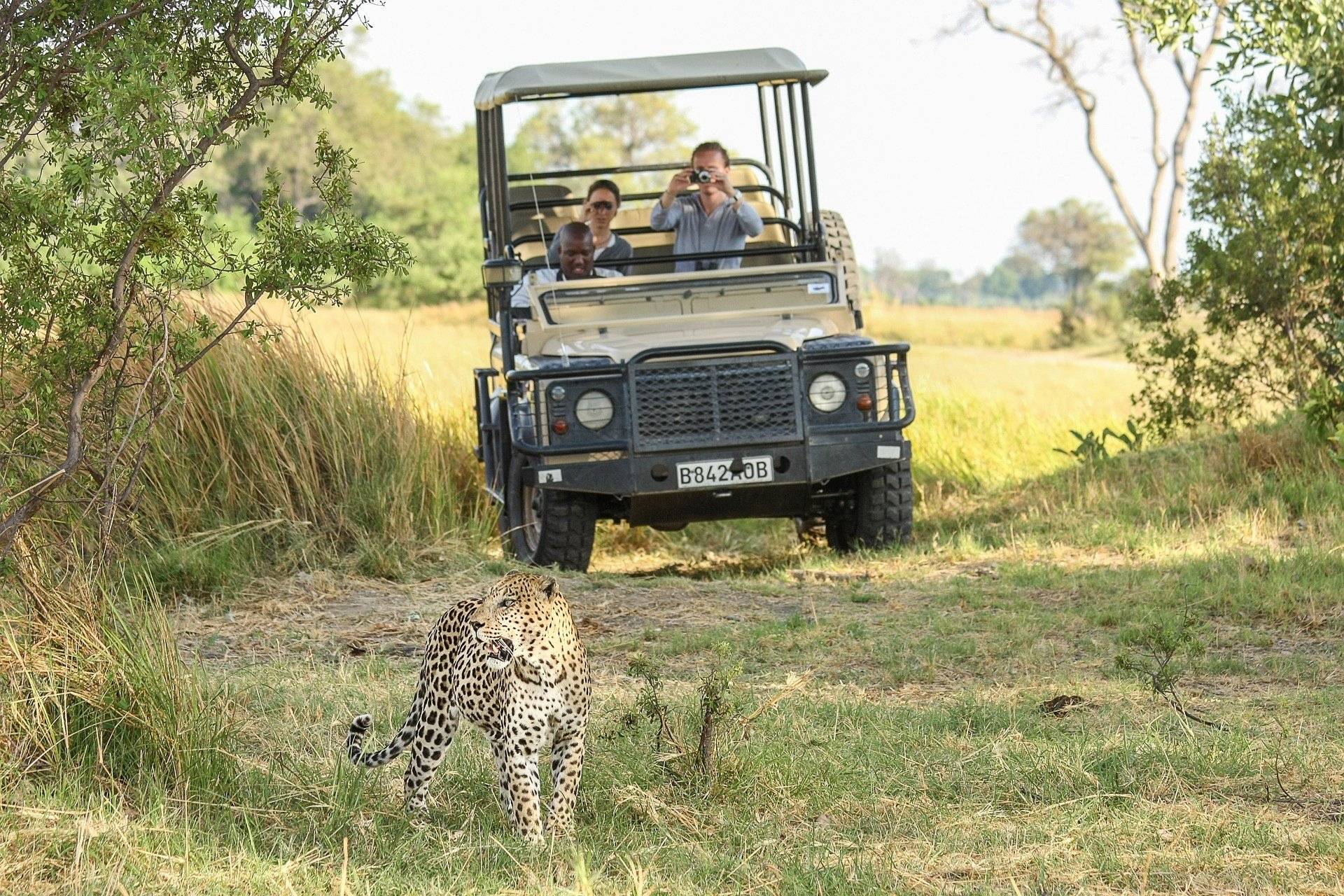 Safaris dans les plaines du parc Chobe