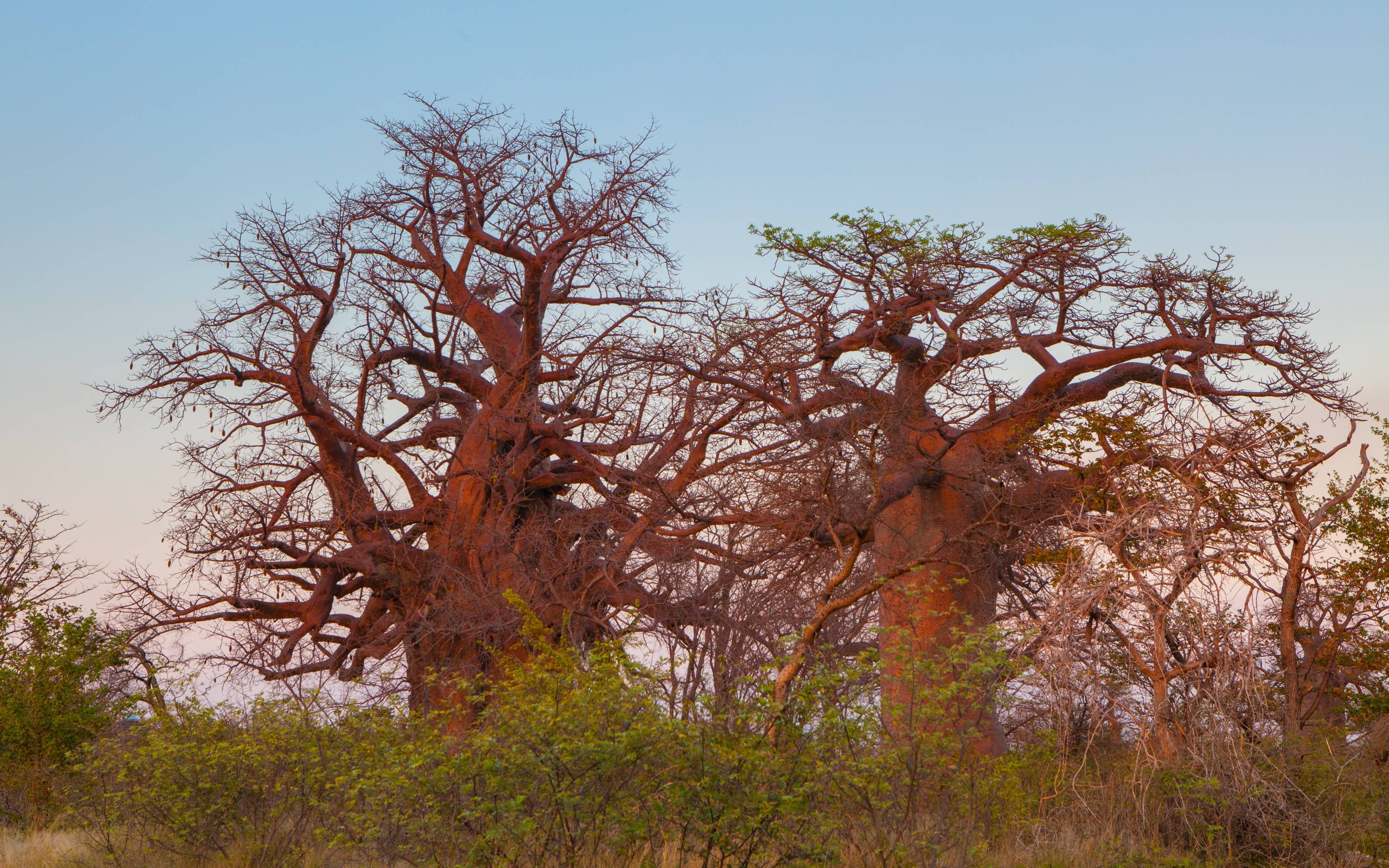 Expédition guidée à Nxai Pan et Baines Baobabs