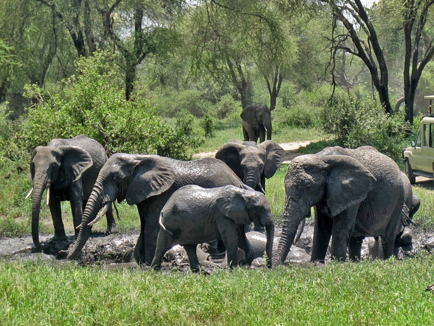Safari en el PN de Tarangire – el Reino de los Elefantes