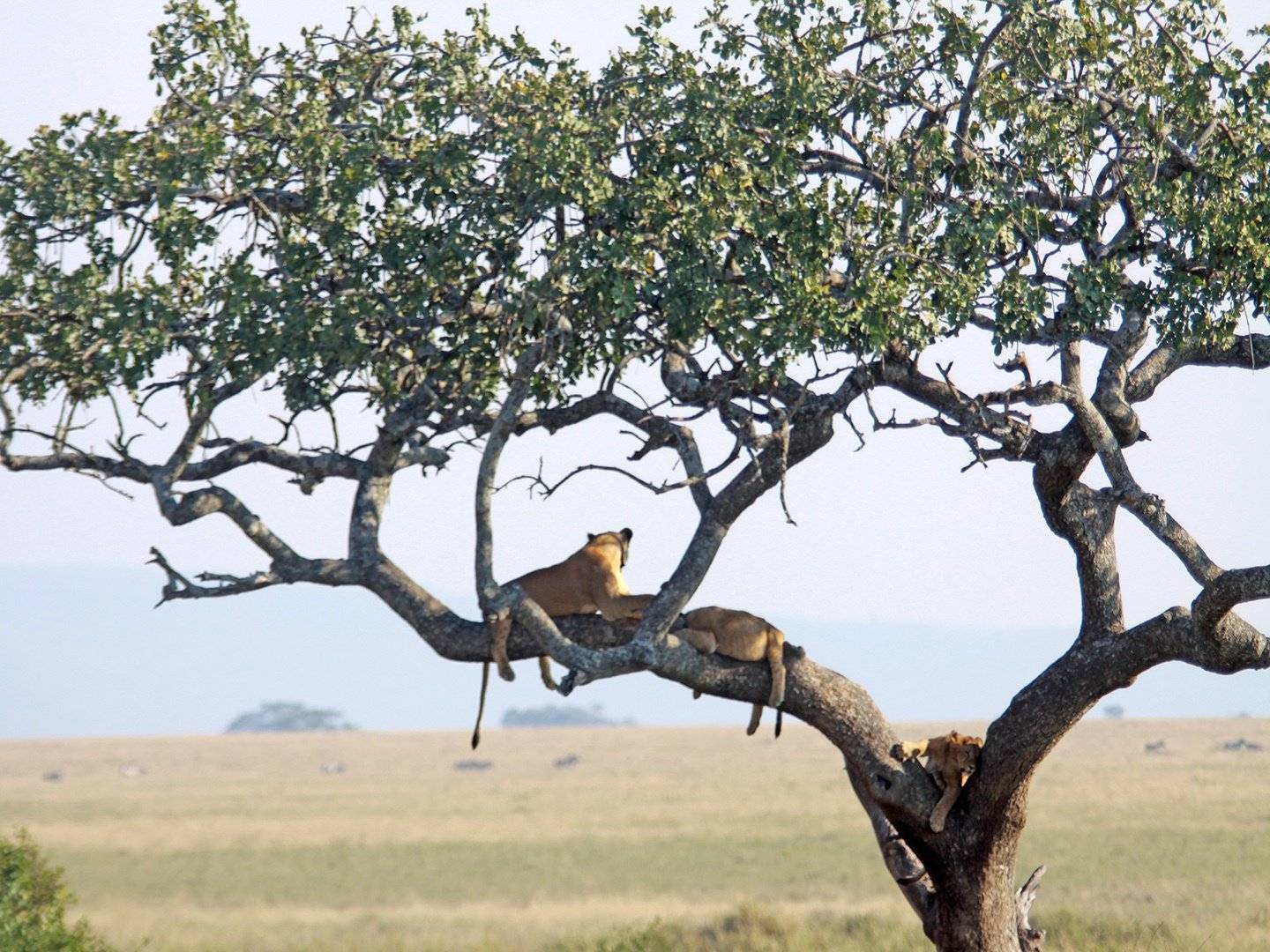 El gran parque nacional del Serengeti