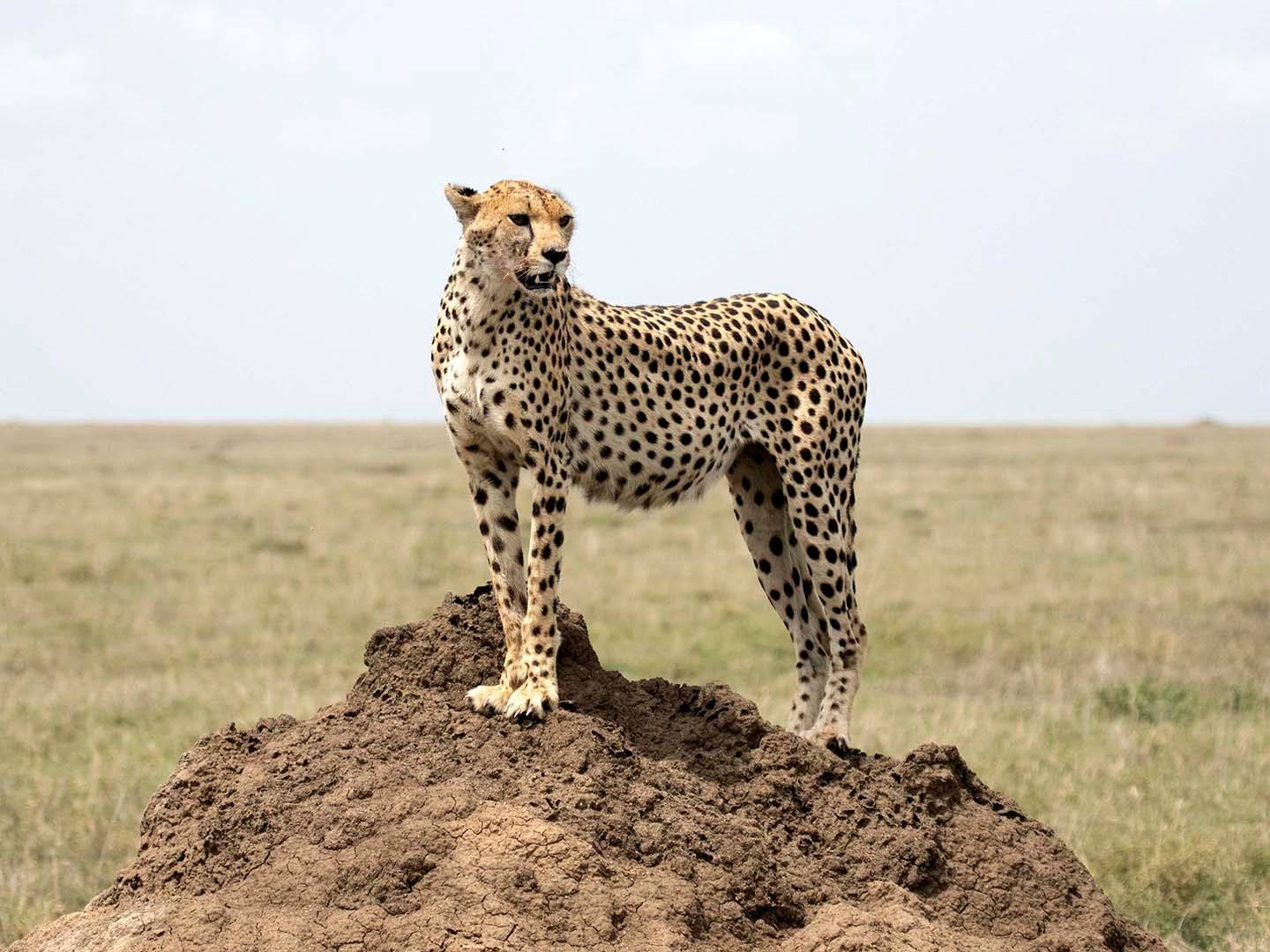 Experiencia en el Parque Nacional Serengeti, Seronera