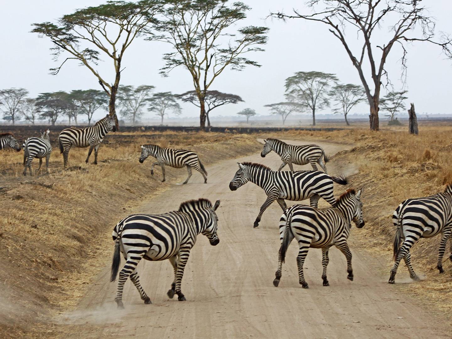 Explorando el Parque Nacional Serengeti