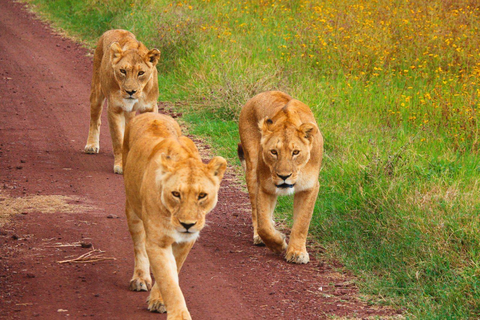 Safari nel Parco Nazionale di Tsavo Ovest