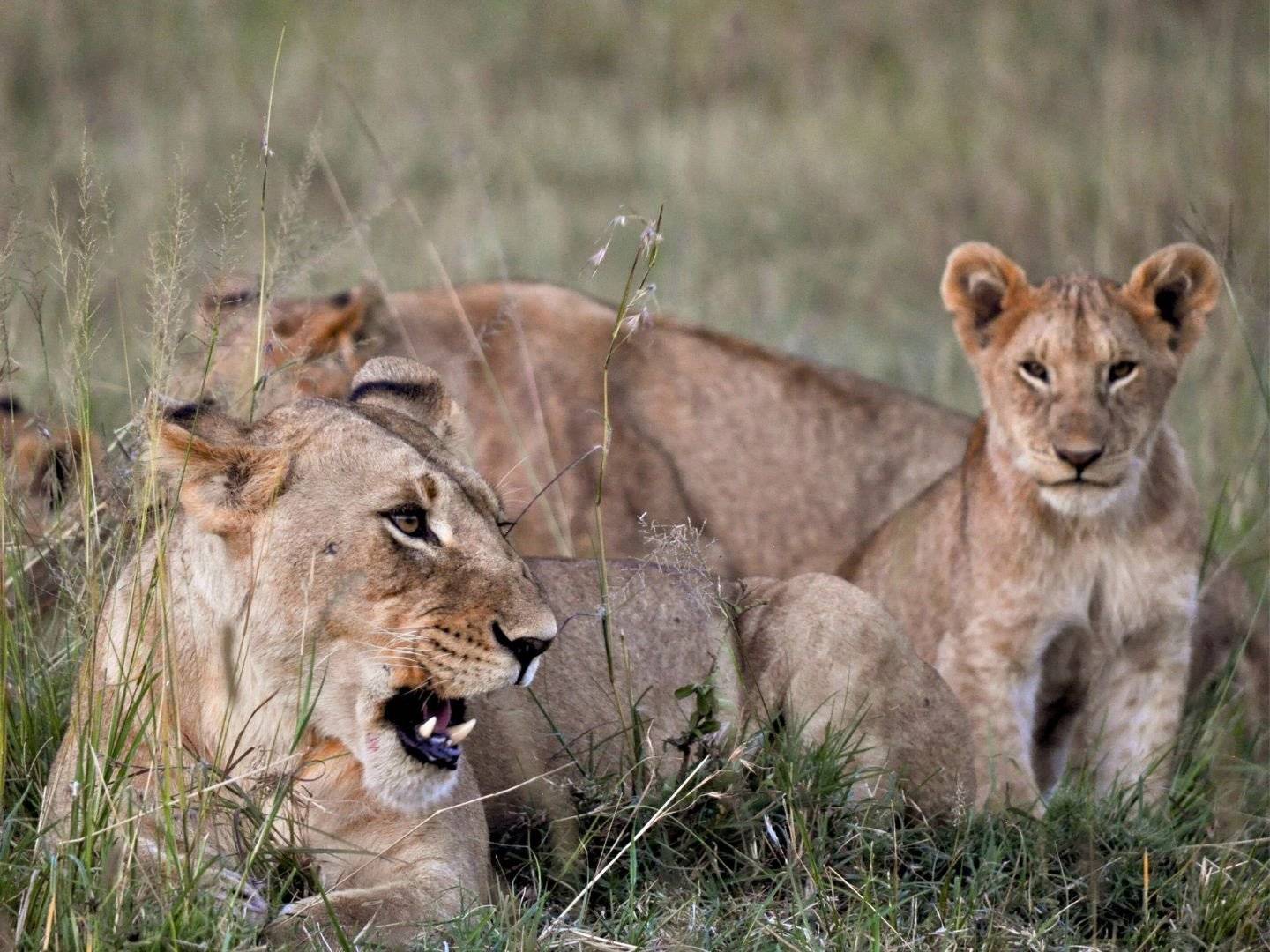 Partenza e Safari al Maasai Mara