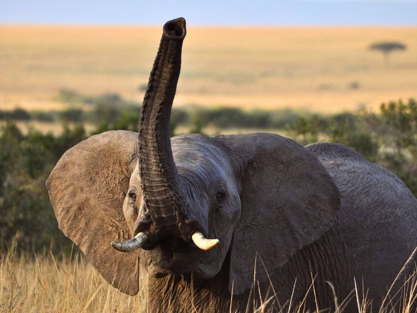 Partenza per Amboseli e safari