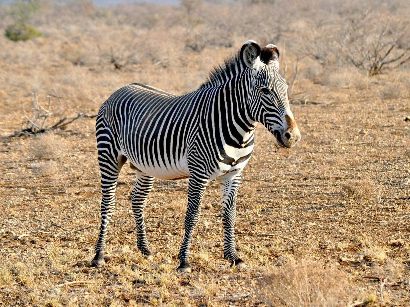 Safari nella riserva nazionale Samburu