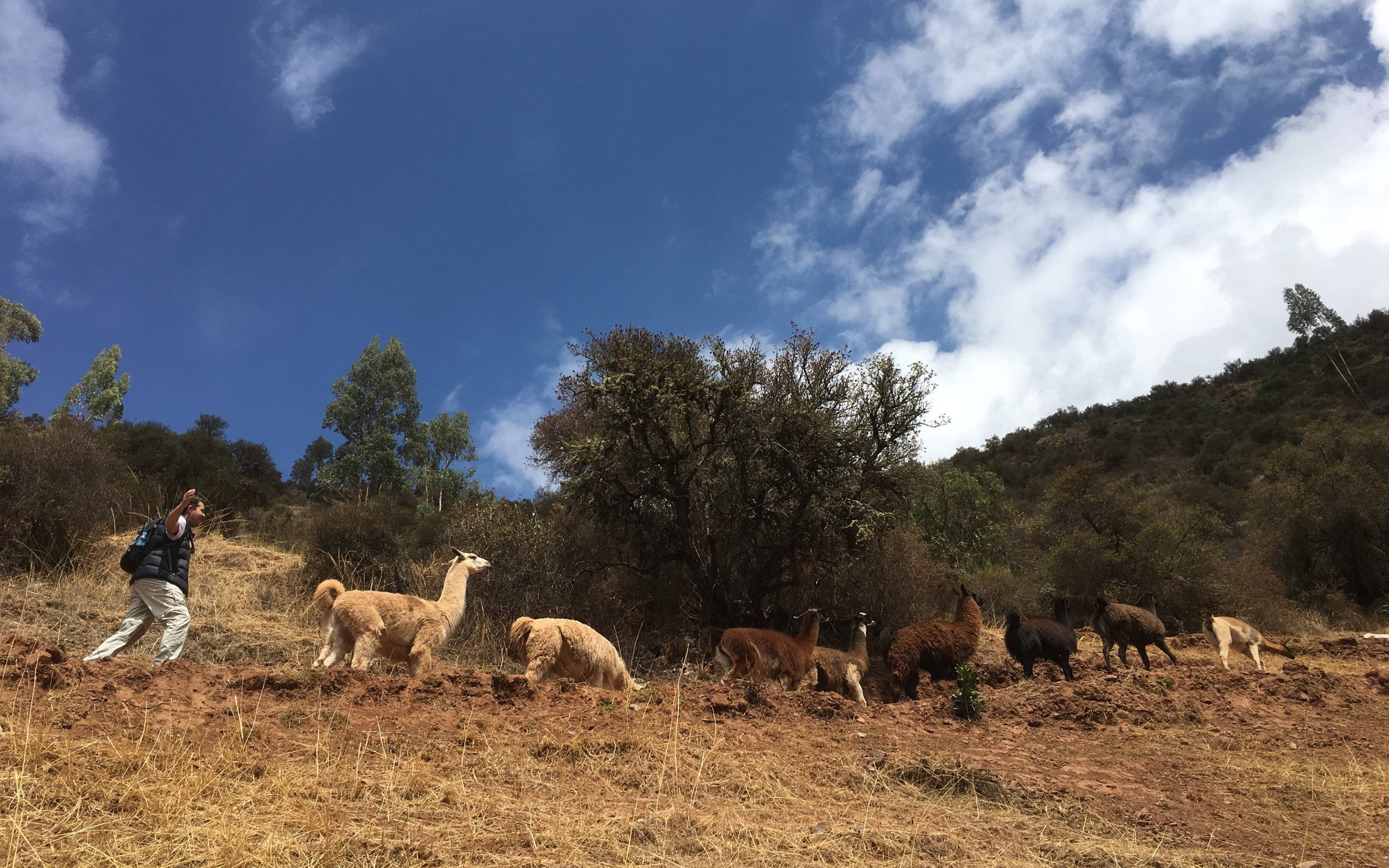 Trekking con i lama e rientro a Cusco