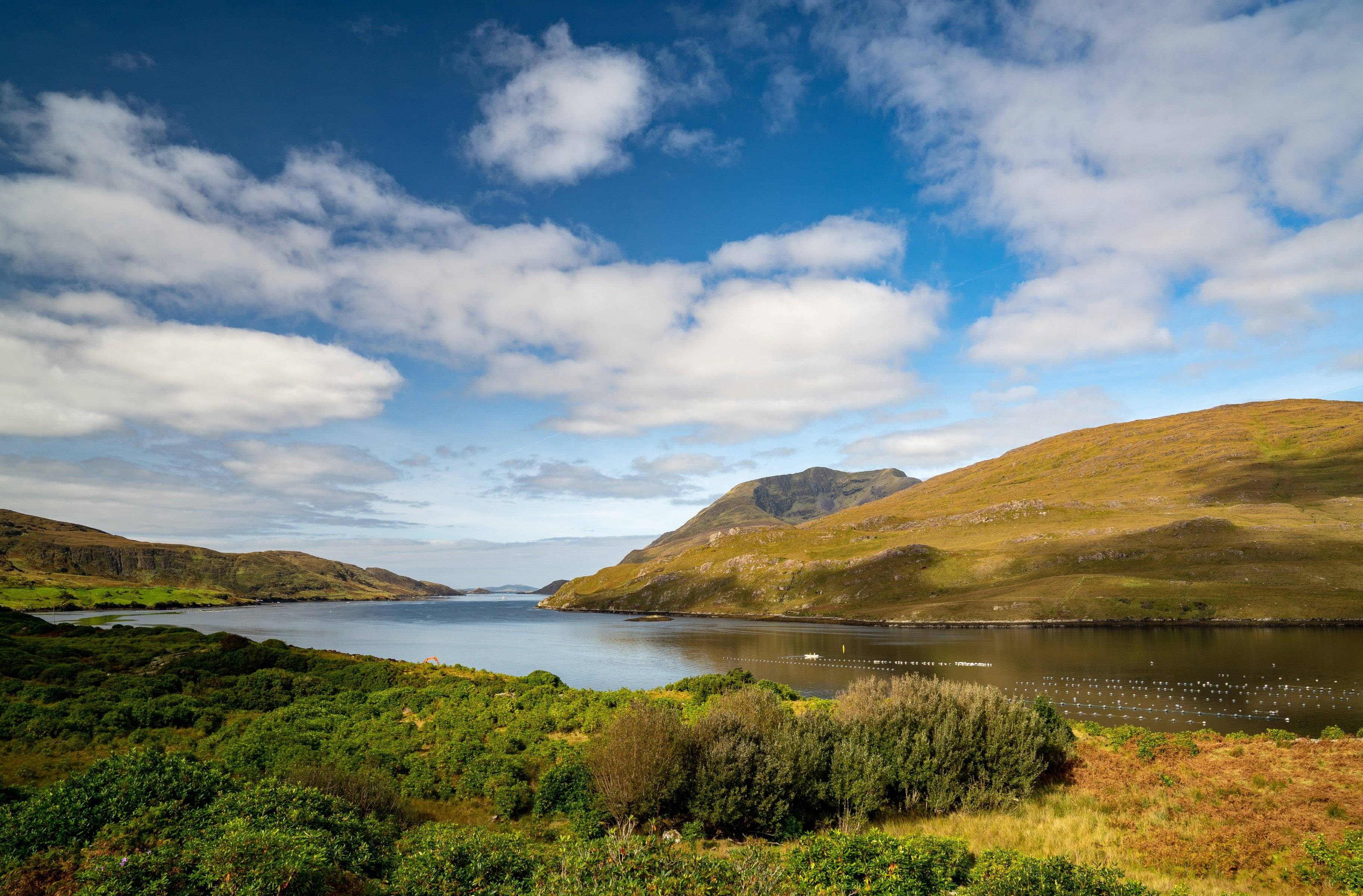 Randonnée le long du Killary fjord - Élevage de moutons - Western Way