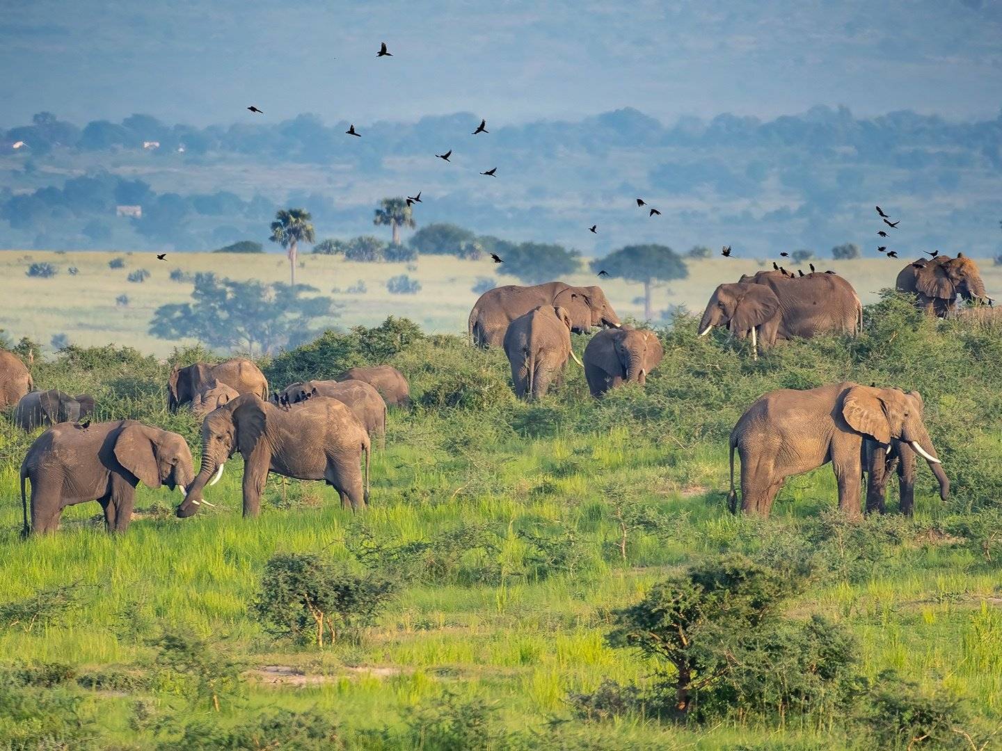 Ngorongoro Krater – Africa Amini