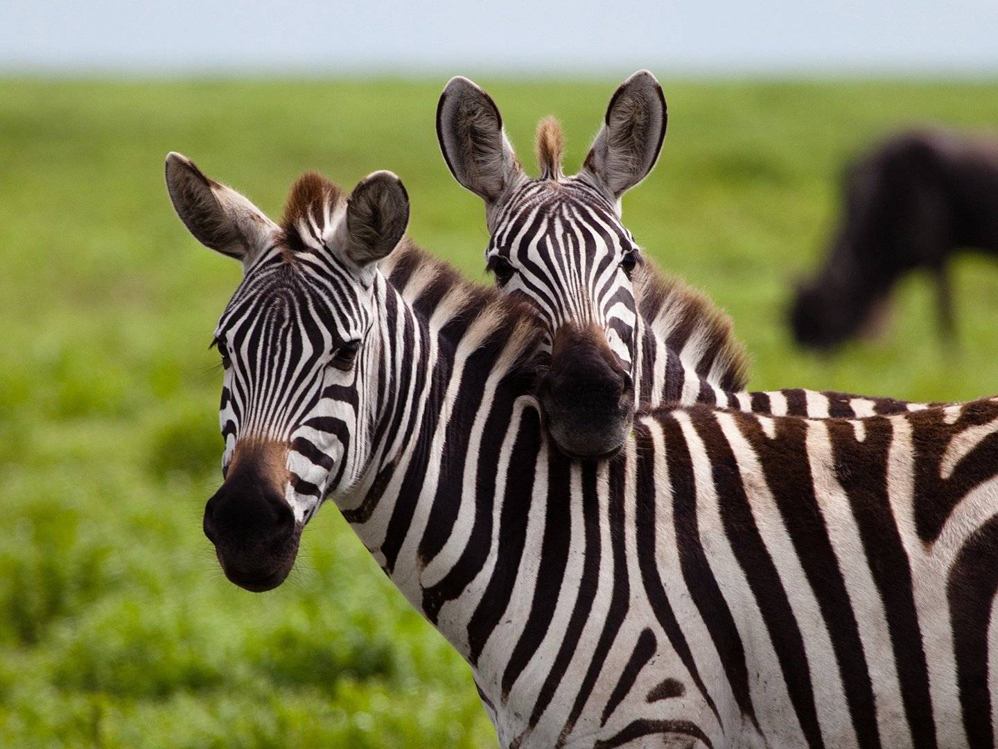 Tarangire – Serengeti National Park