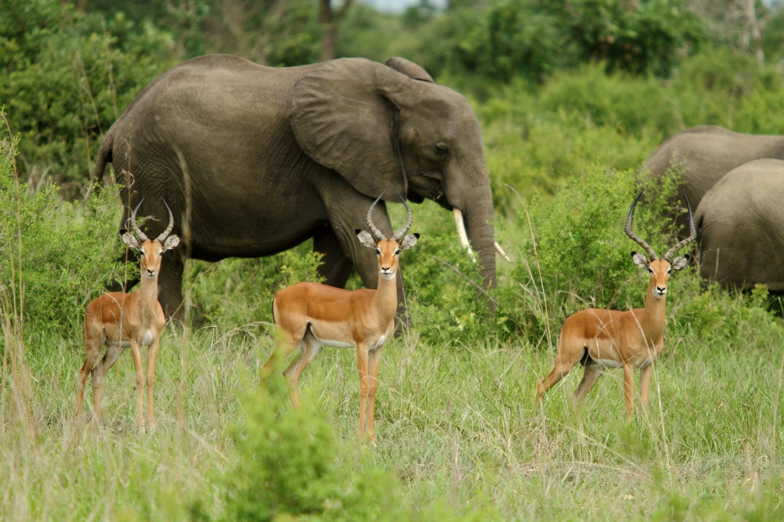 De wildernis van Serengeti National Park