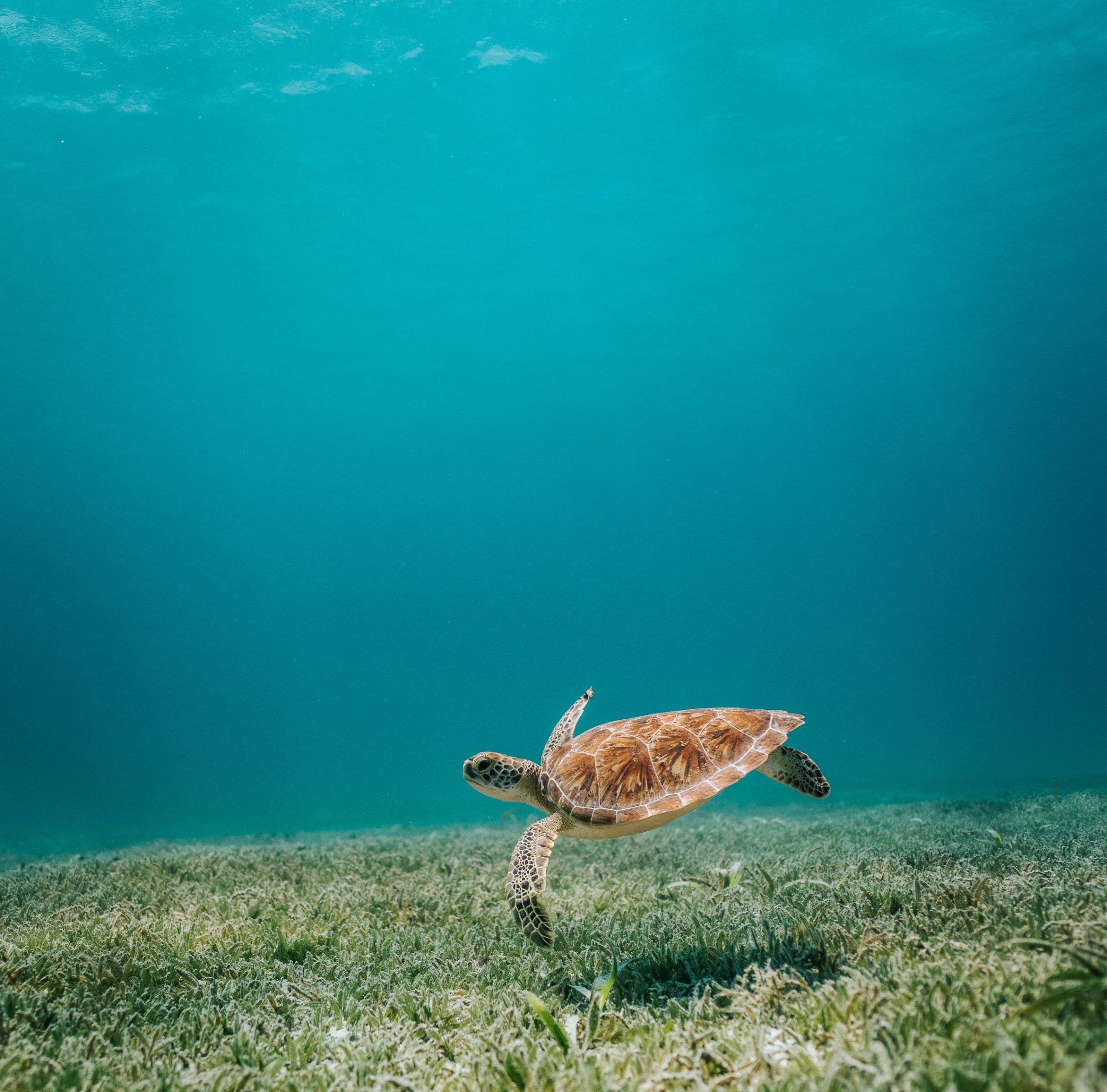 Nage avec les tortues dans la baie d'Akumal et baignade dans les cenotes
