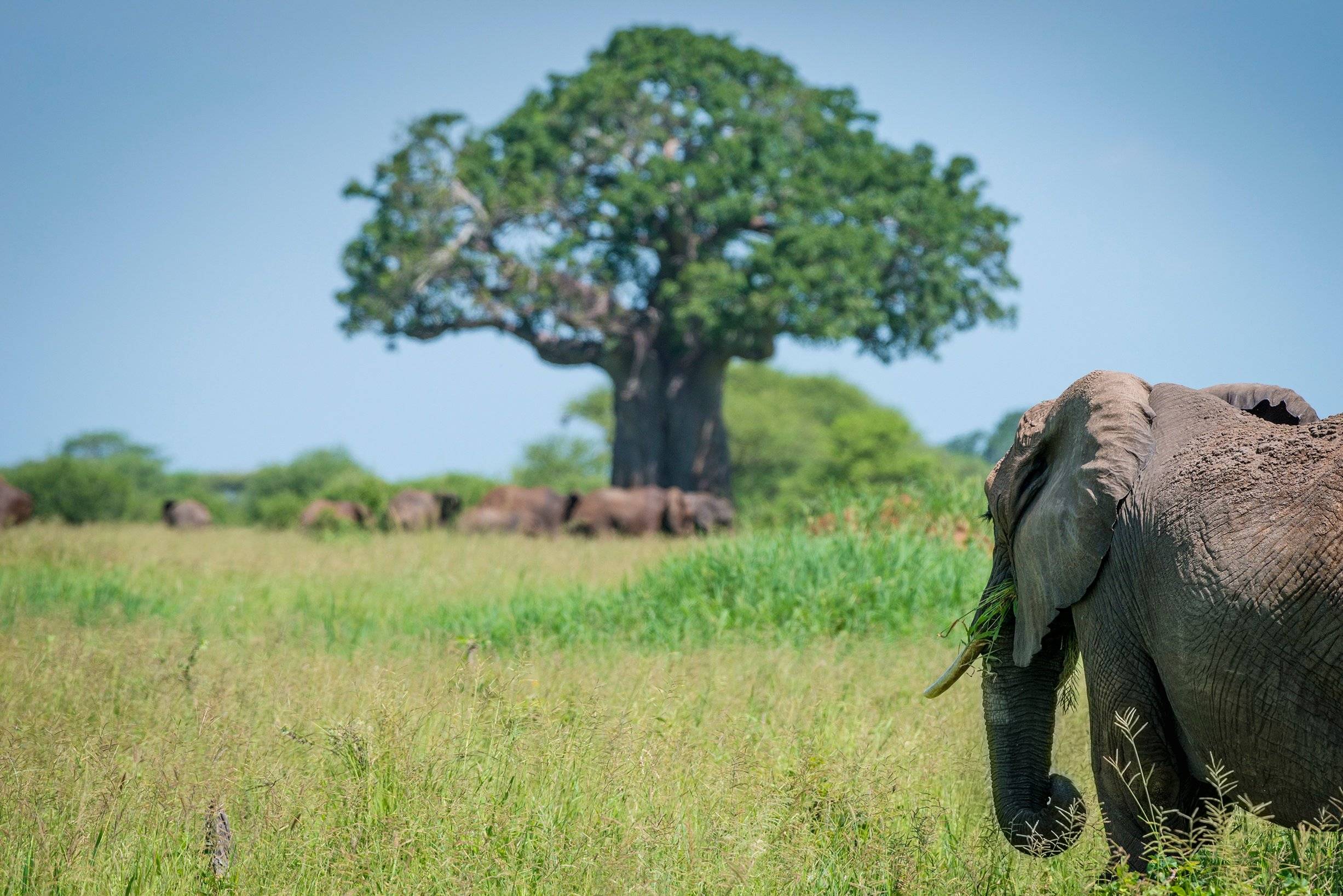 Tussen de baobabbomen en olifanten in Tarangire National Park