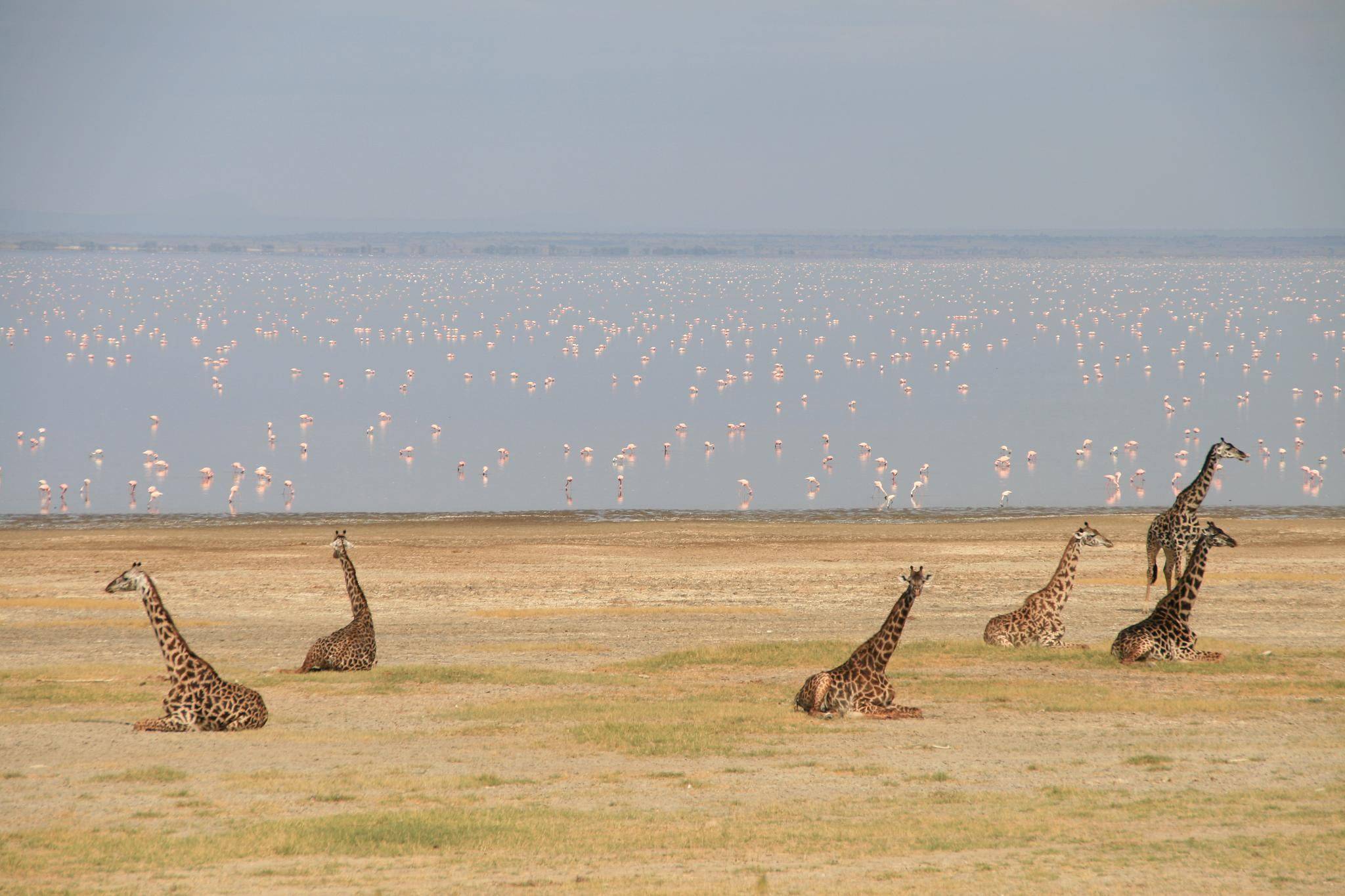 Safari in Lake Manyara National Park