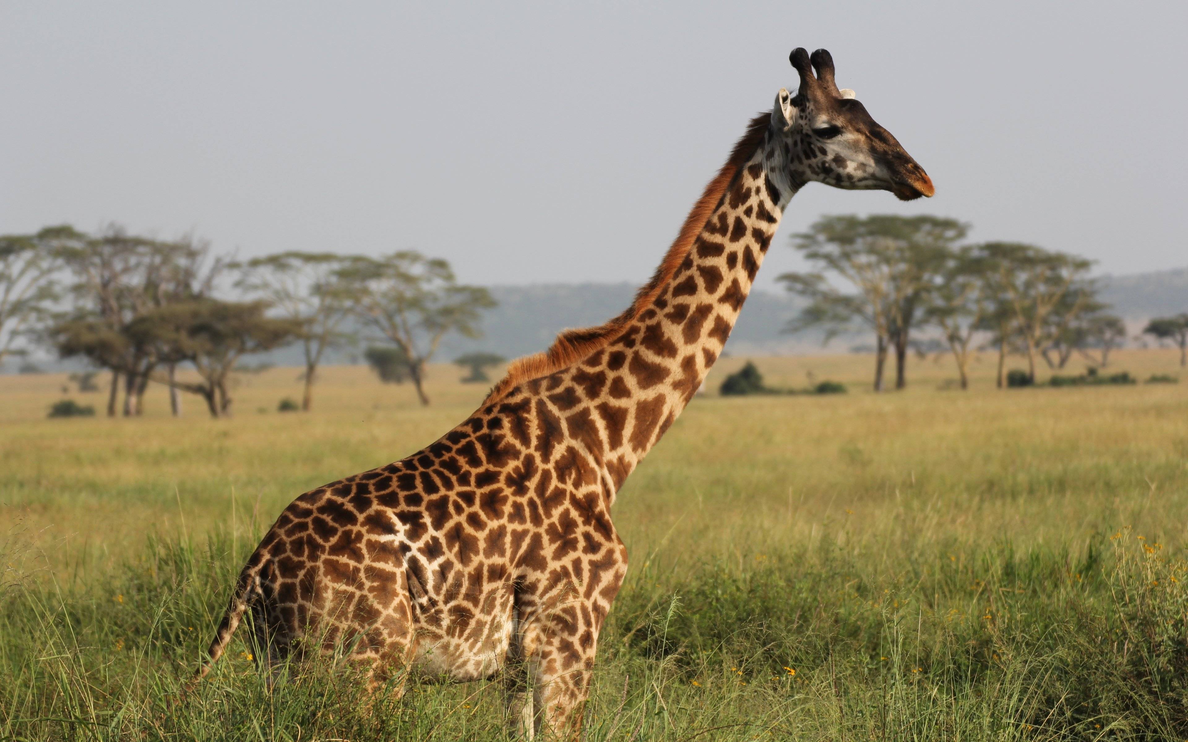 Op weg naar de uitgestrekte vlakes van de Serengeti