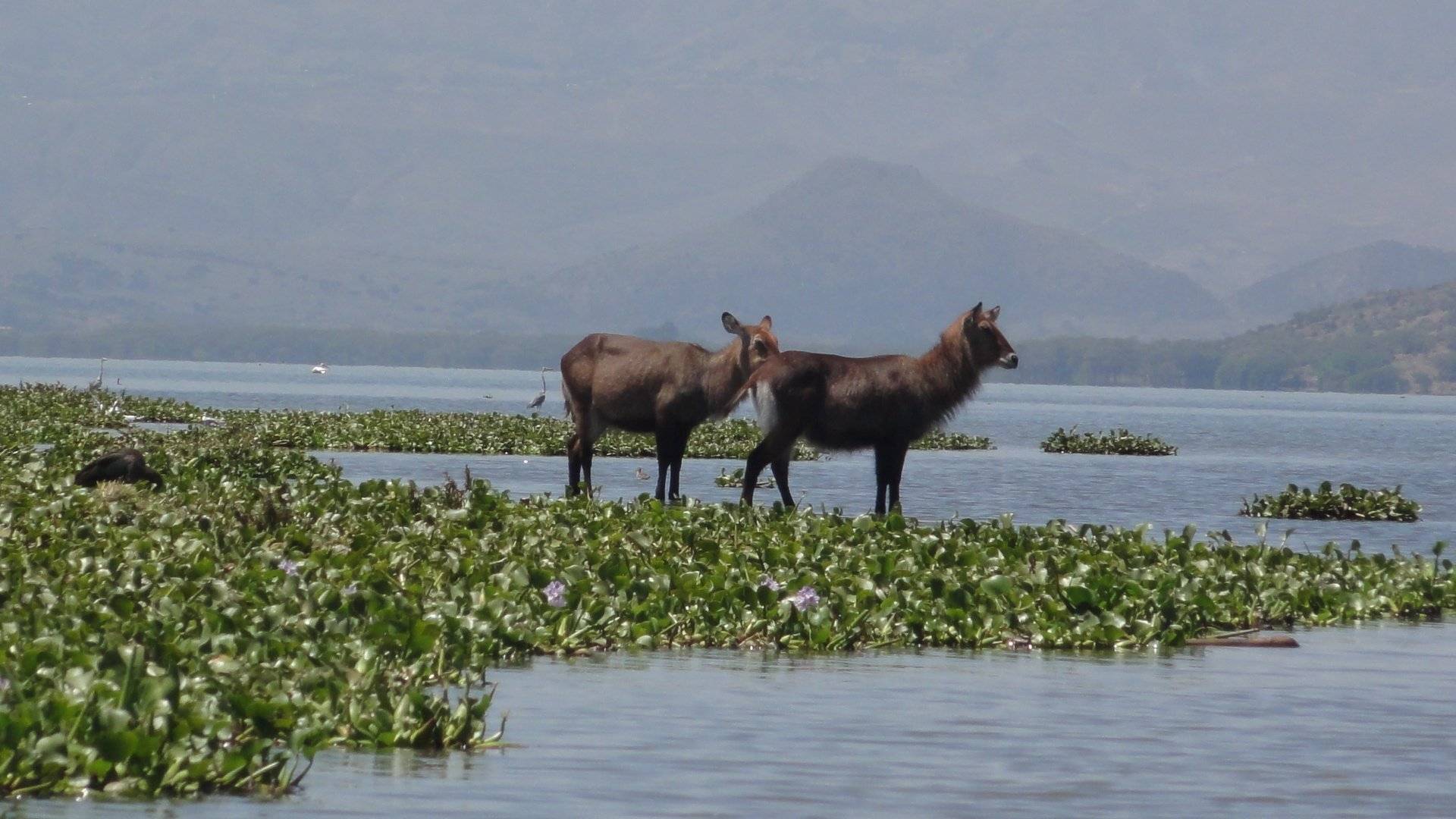 Lake Naivasha im Rift Valley