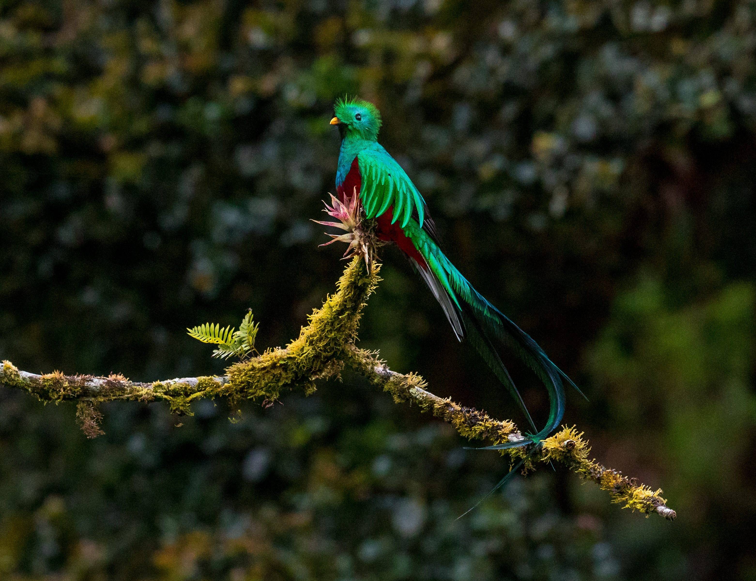 Weiterfahrt ins Quetzal Paradies San Gerardo de Dota