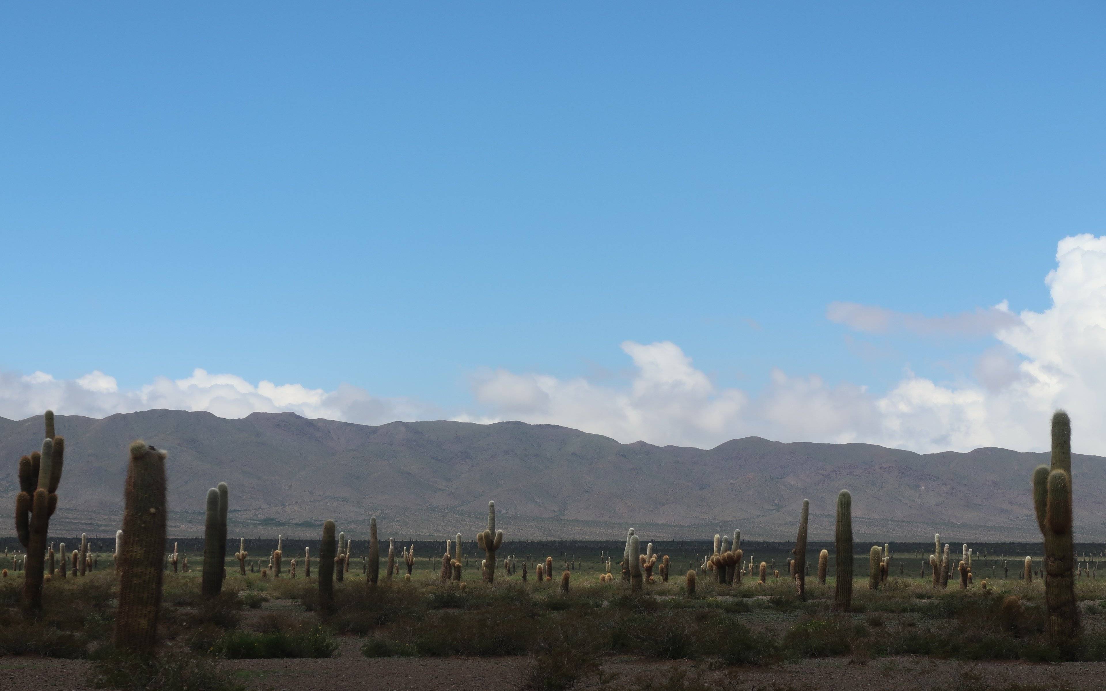 De Salta à Cachi via le Parc National des Cactus