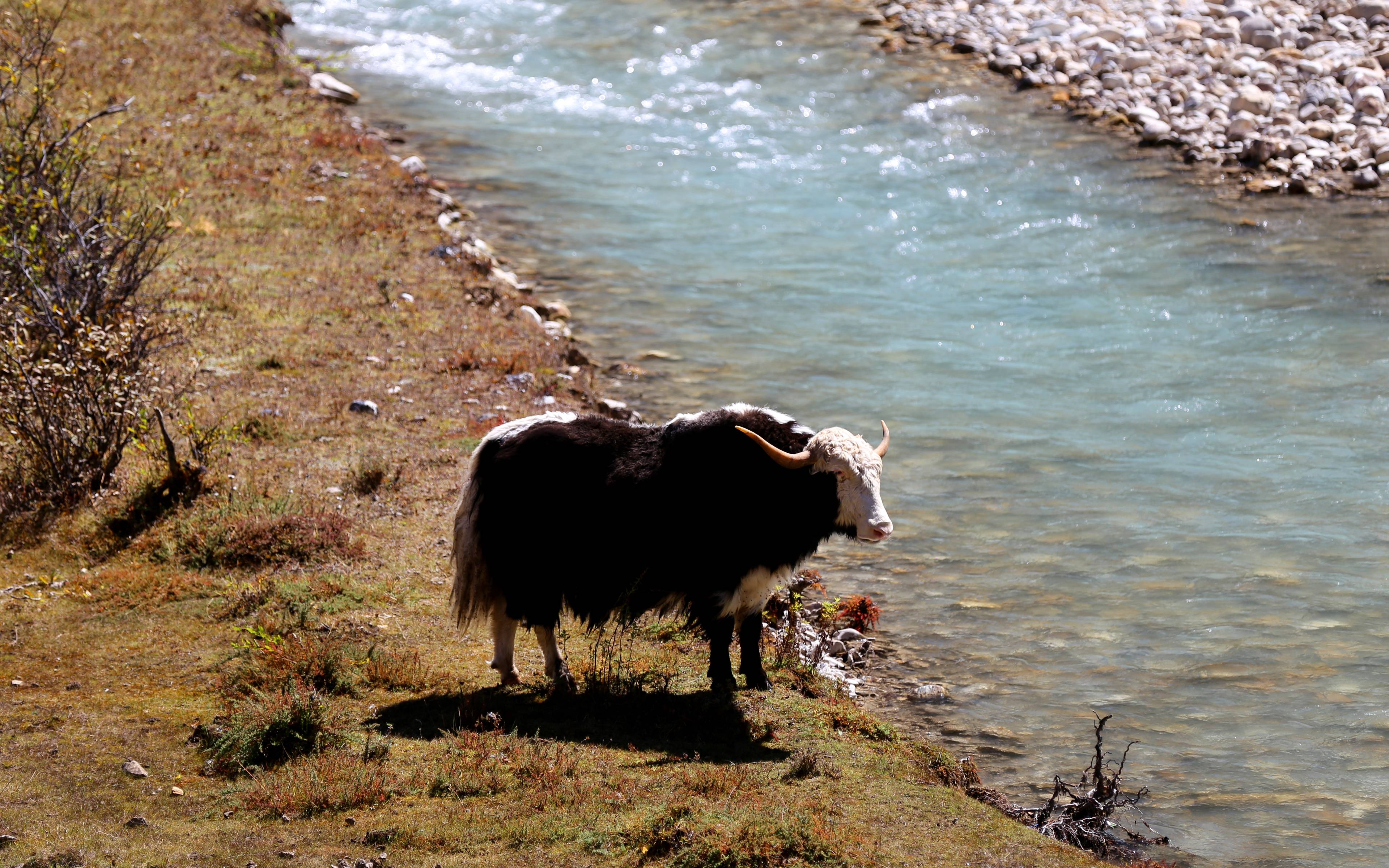 Trek en forêt et découverte des yaks