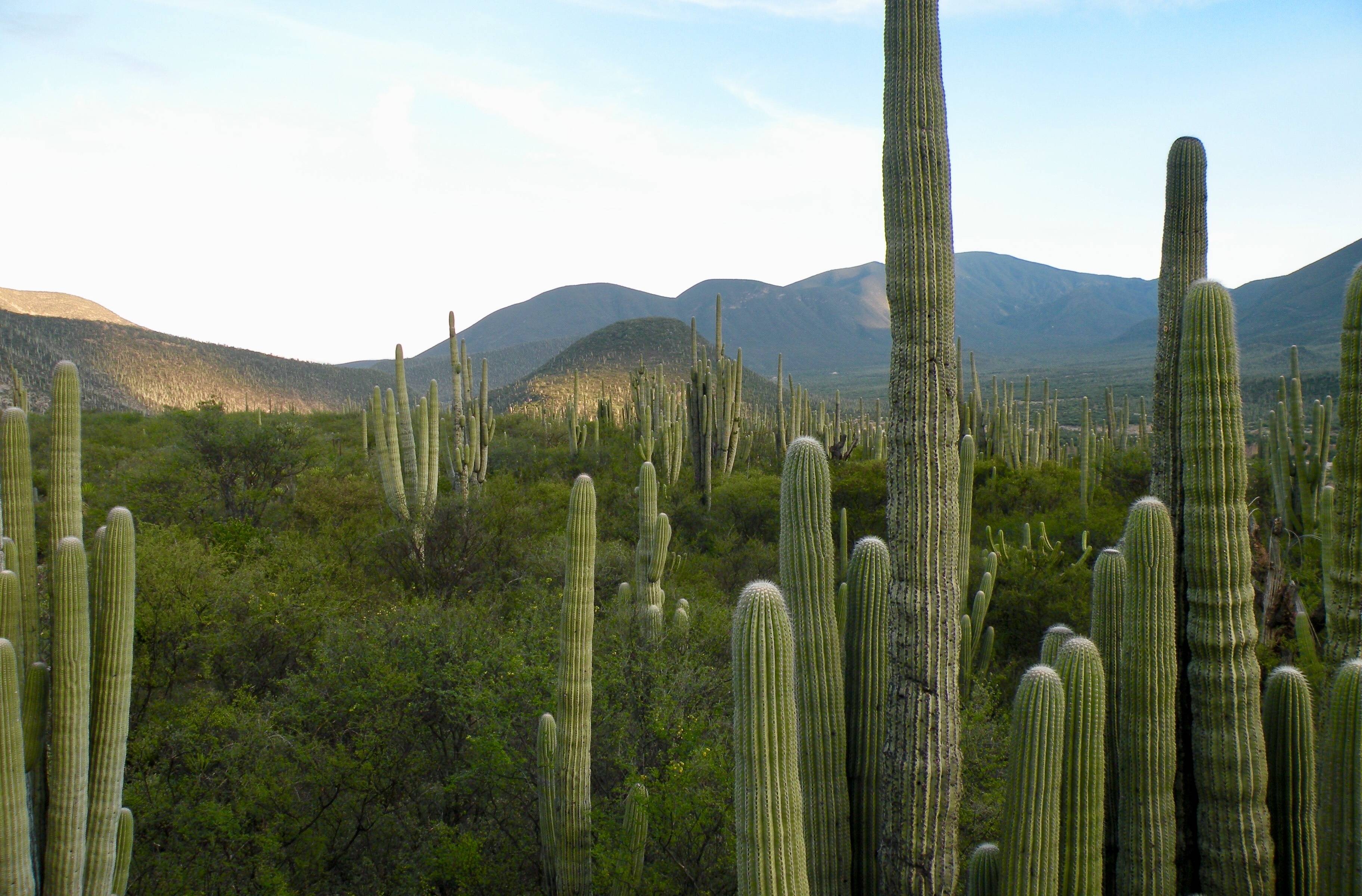 Arrivo nello stato di Oaxaca e camminata in una foresta di cactus
