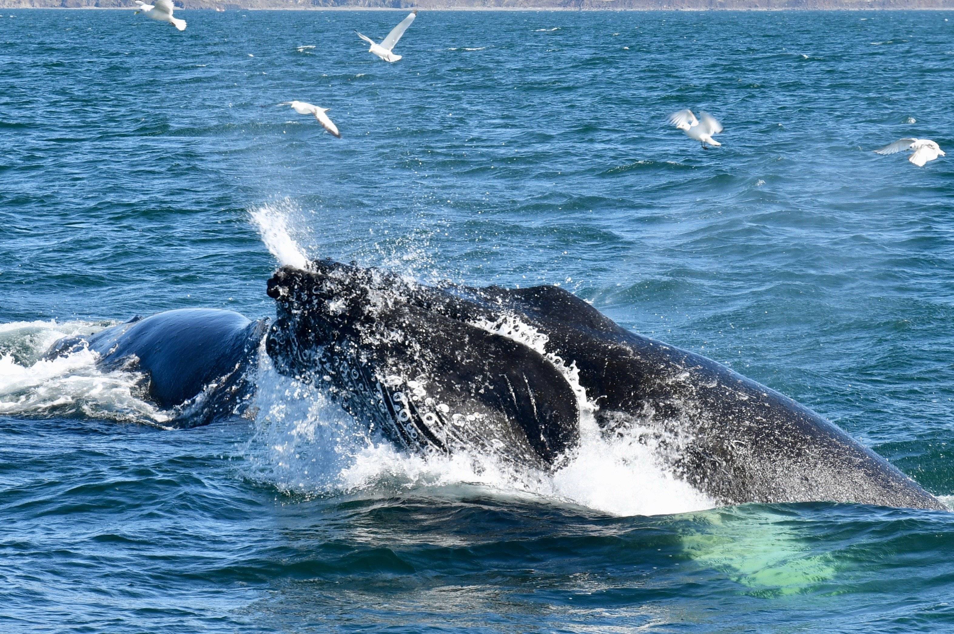 À la rencontre des baleines