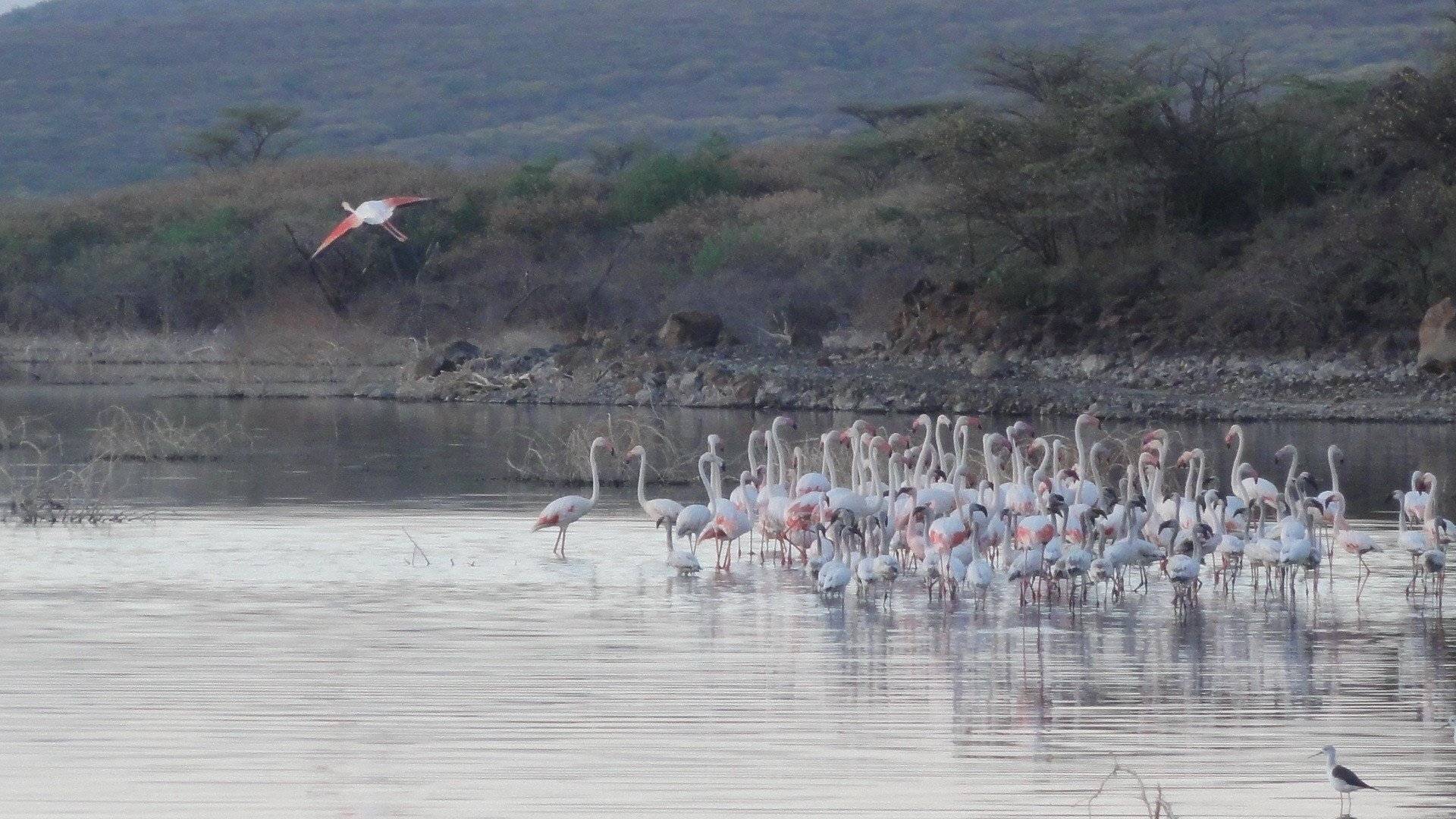 Flamingoschwärme am Bogoriasee