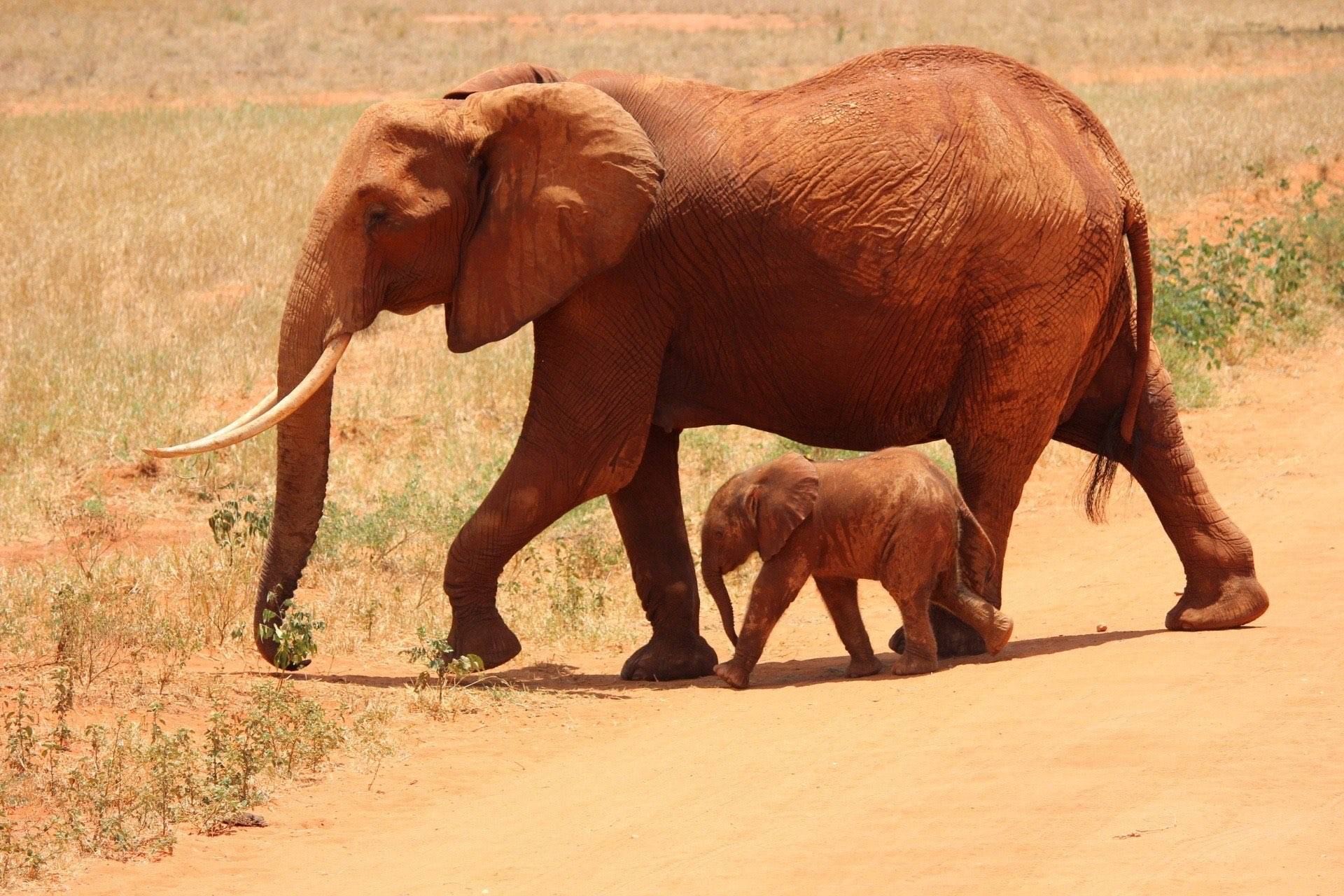 Los elefantes rojos del Parque Nacional Tsavo Oeste
