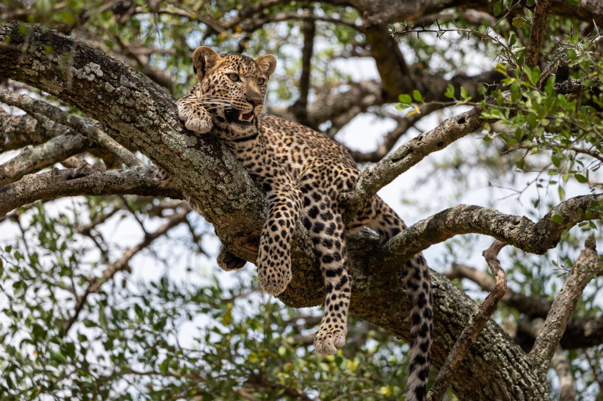 Masai Mara: el paraíso para los amantes de los animales