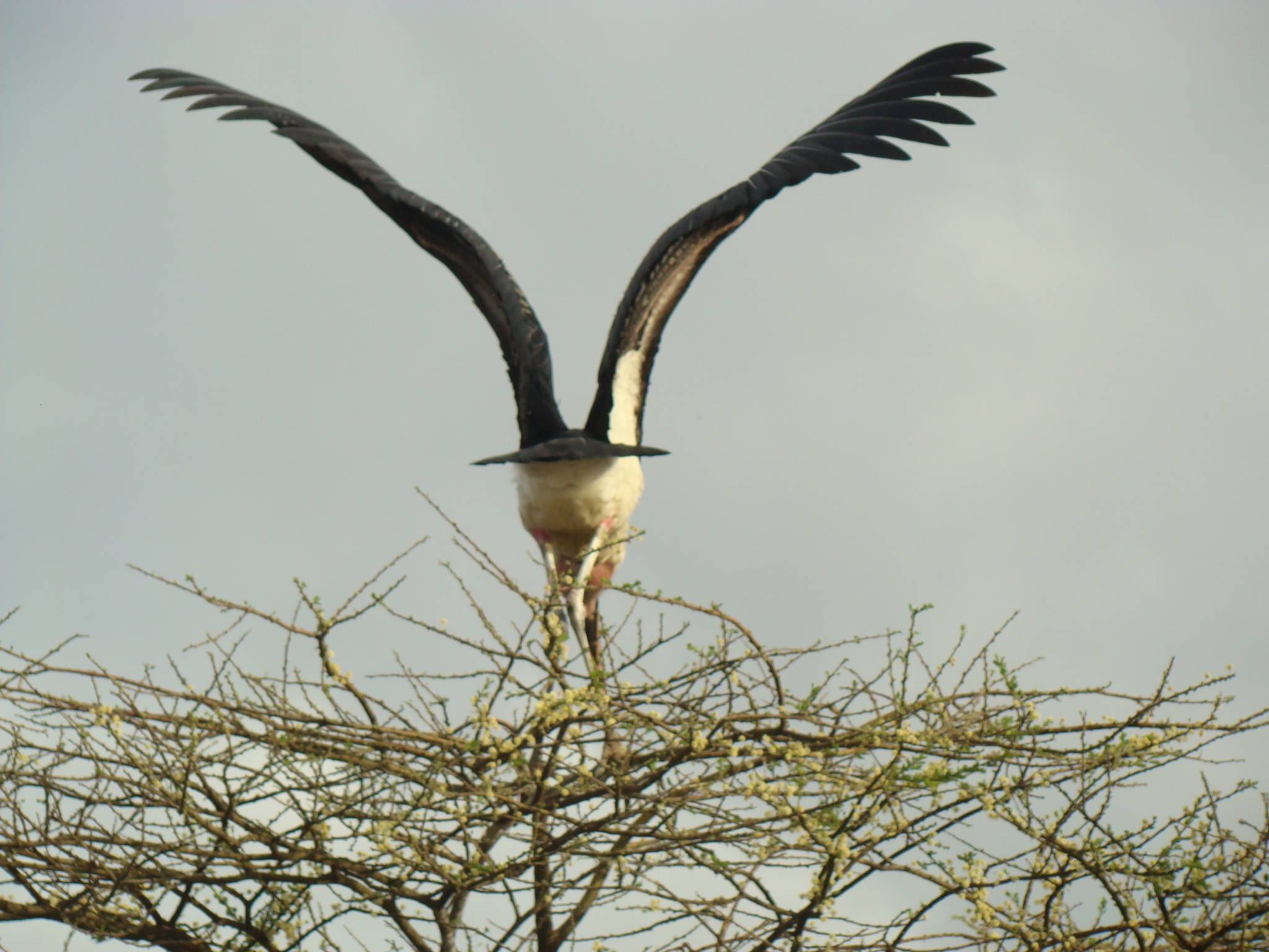 En route vers Awassa : les lacs peuplés d'oiseaux