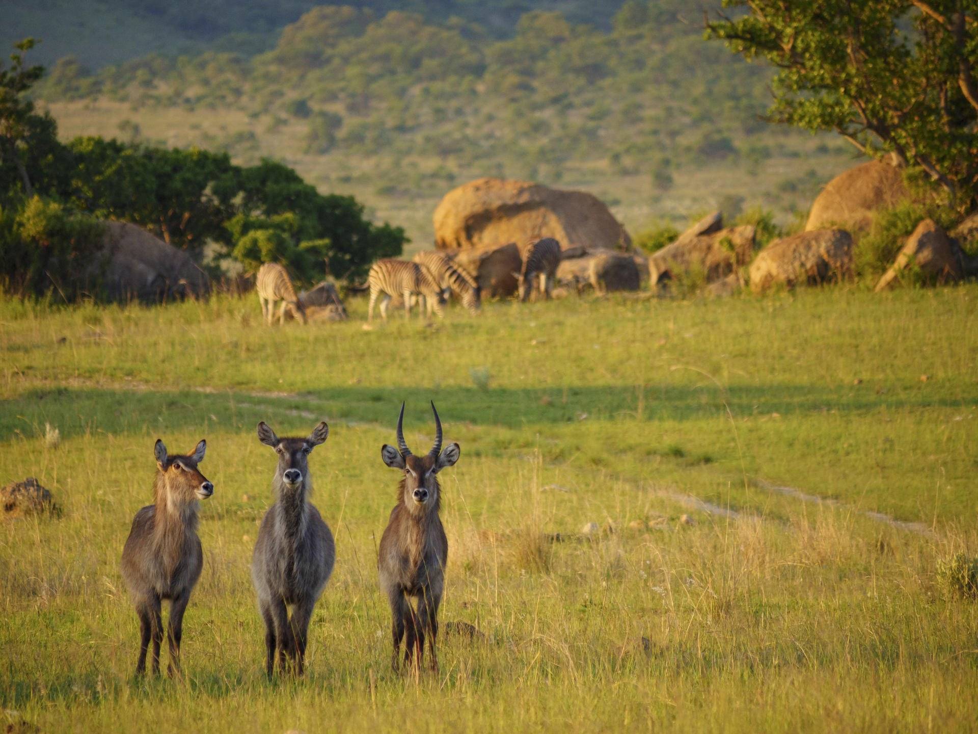 Abenteuerliche Big 5 Safari im Nkomazi Wildreservat