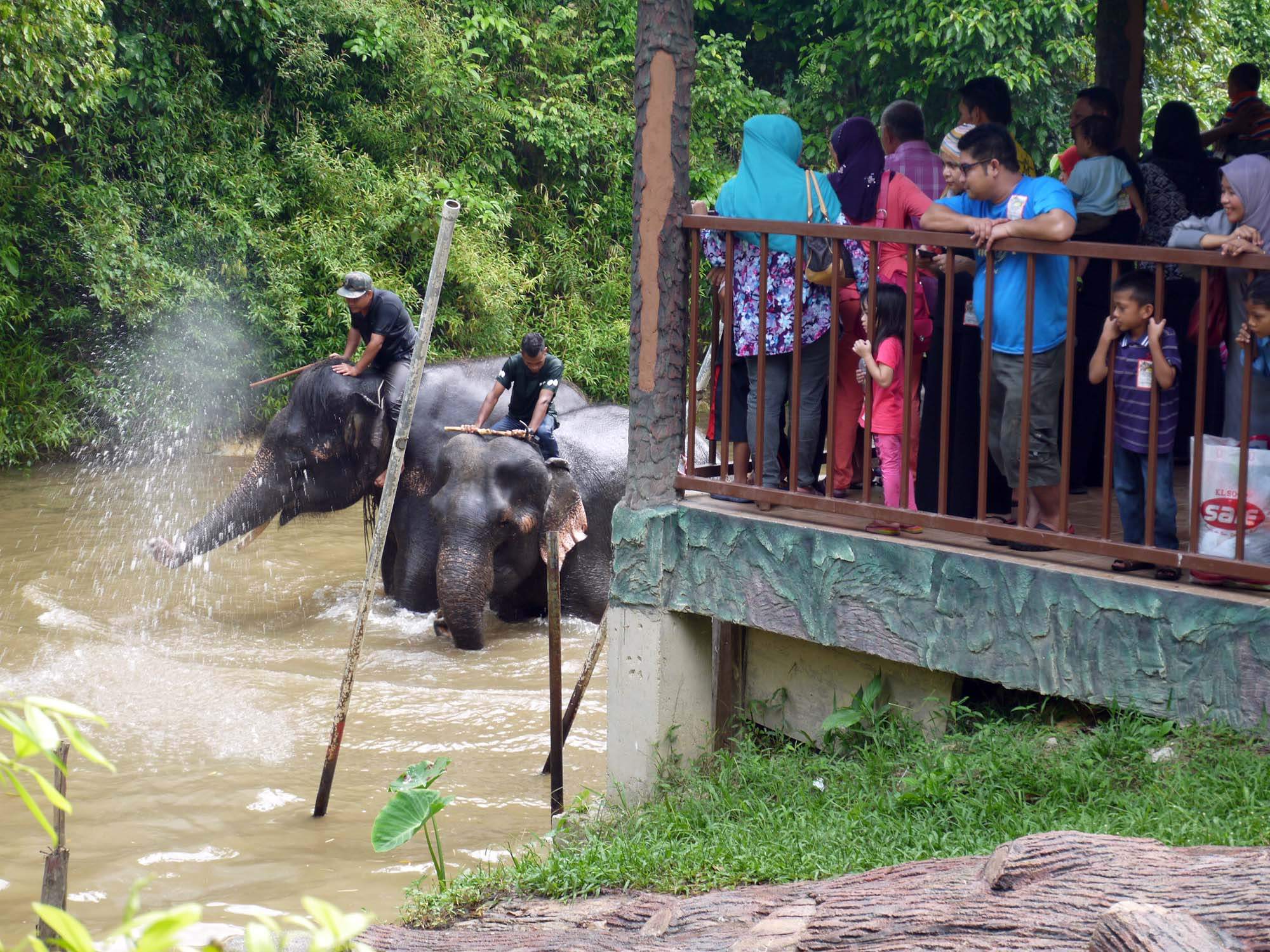 Visita al centro educativo degli elefanti di Kuala Gandah