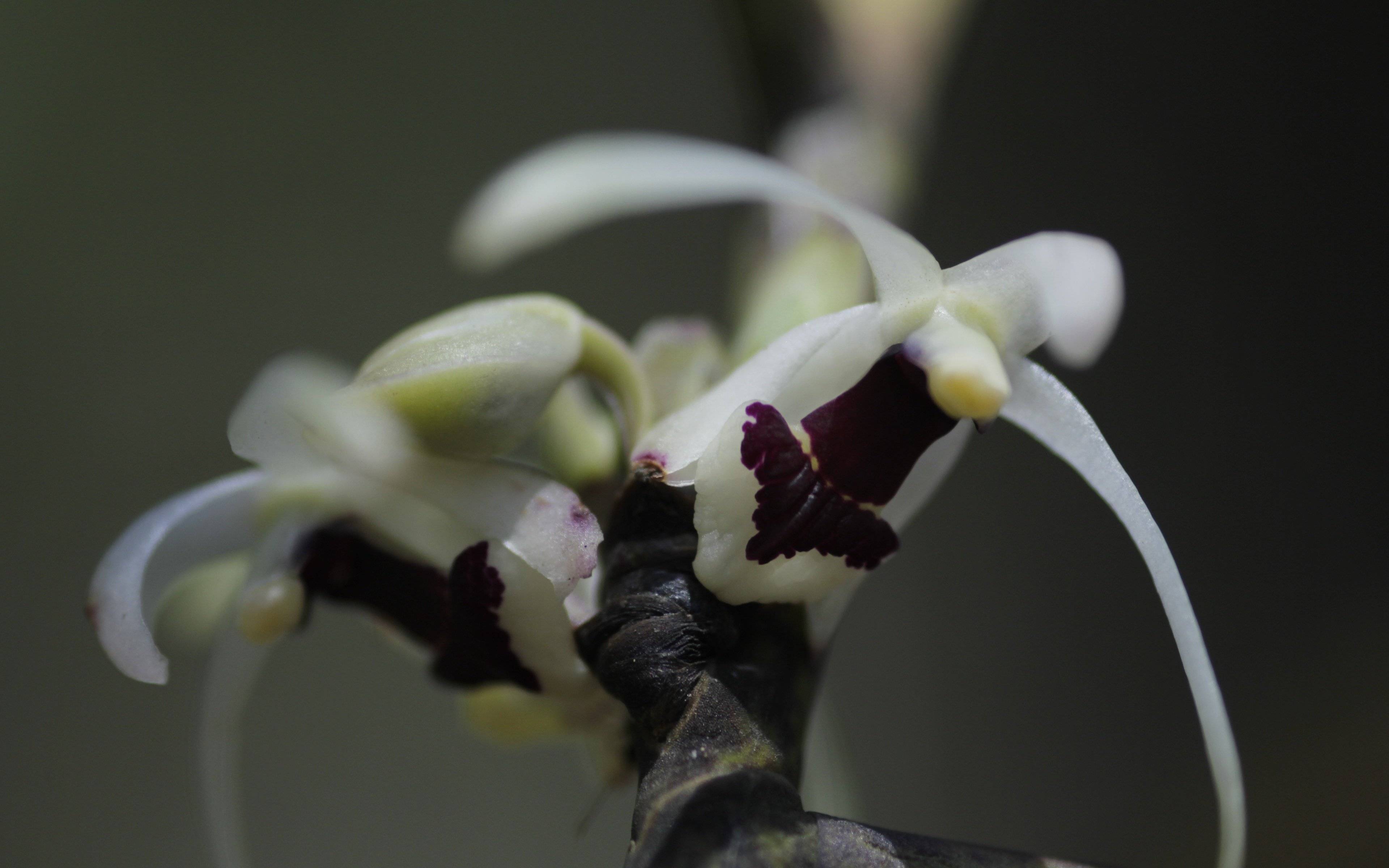 A la découverte des orchidées du Laos dans leur milieu naturel