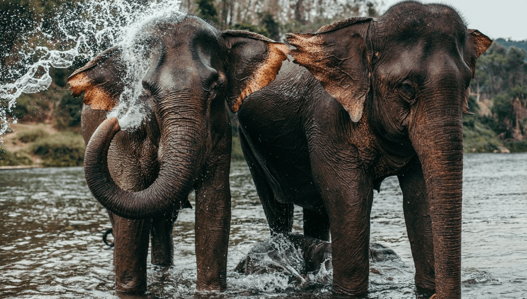 Rencontre inoubliable avec les éléphants