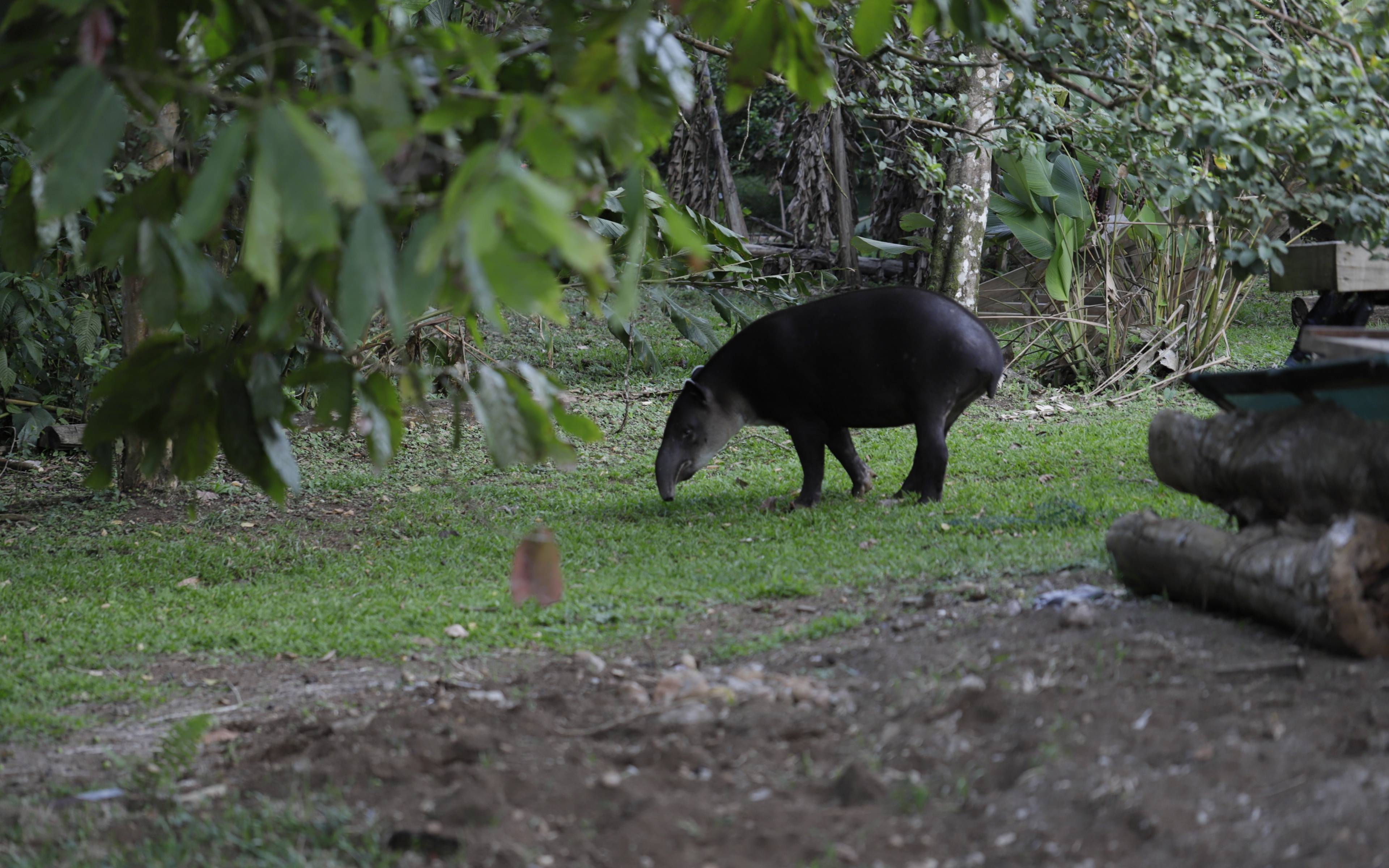 In cerca del tapiro