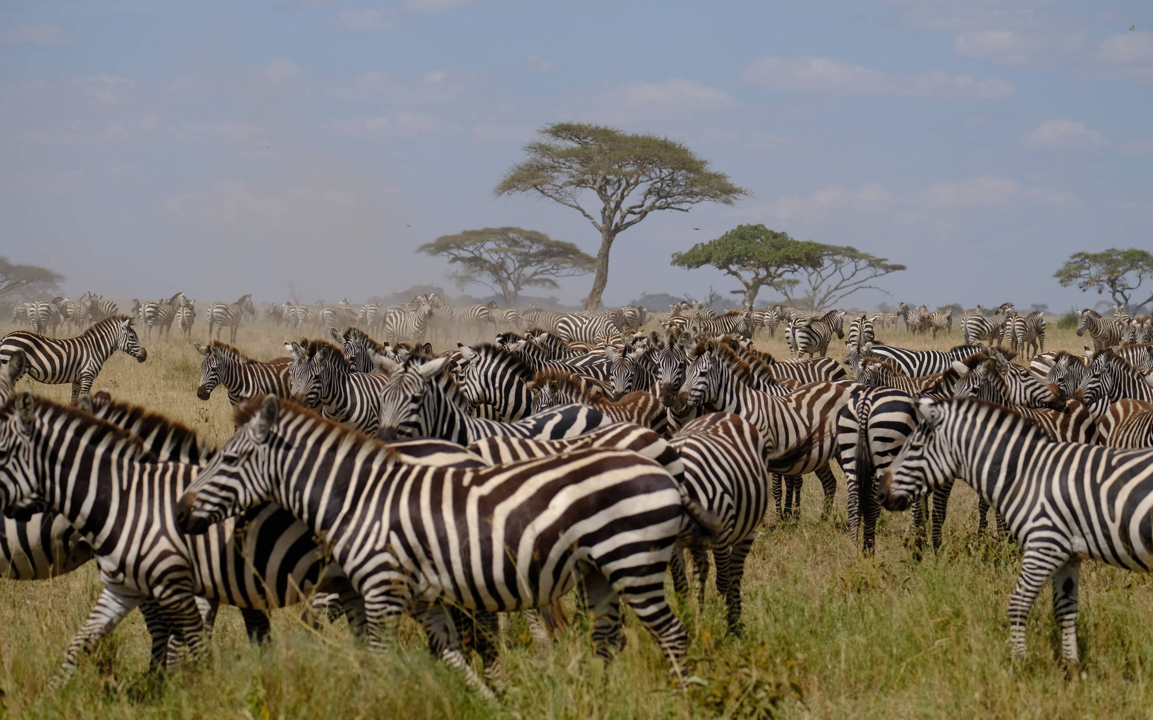 Spannende game drive in het hart van Serengeti National Park