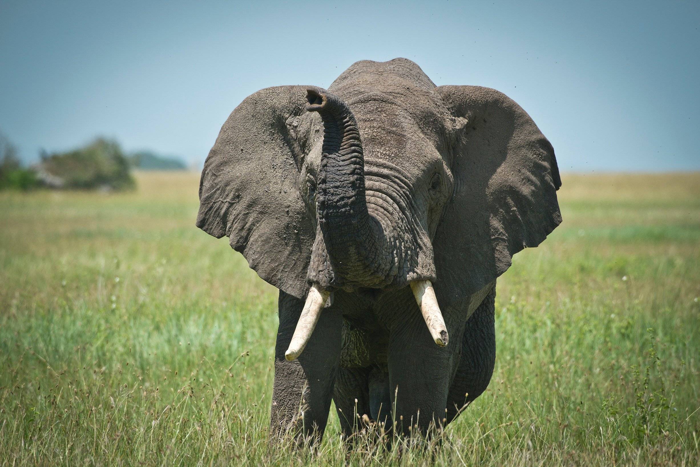 De olifanten van Tarangire National Park
