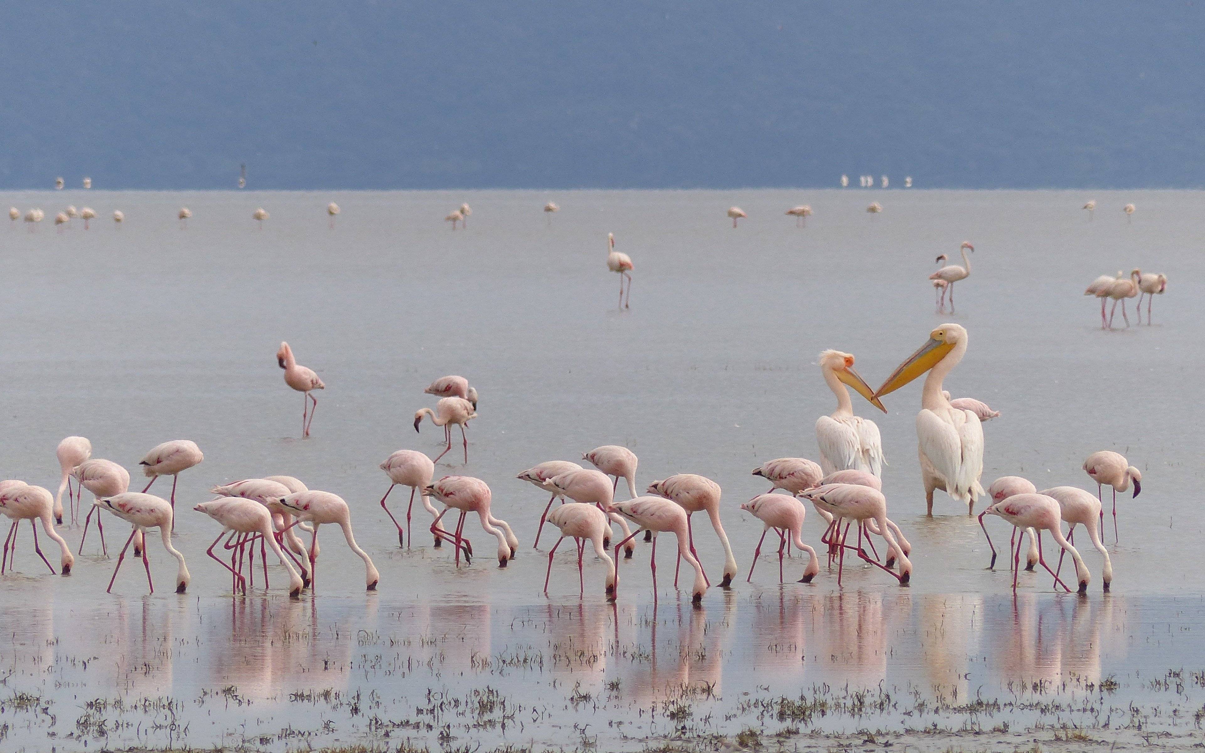De flamingo's van Lake Manyara