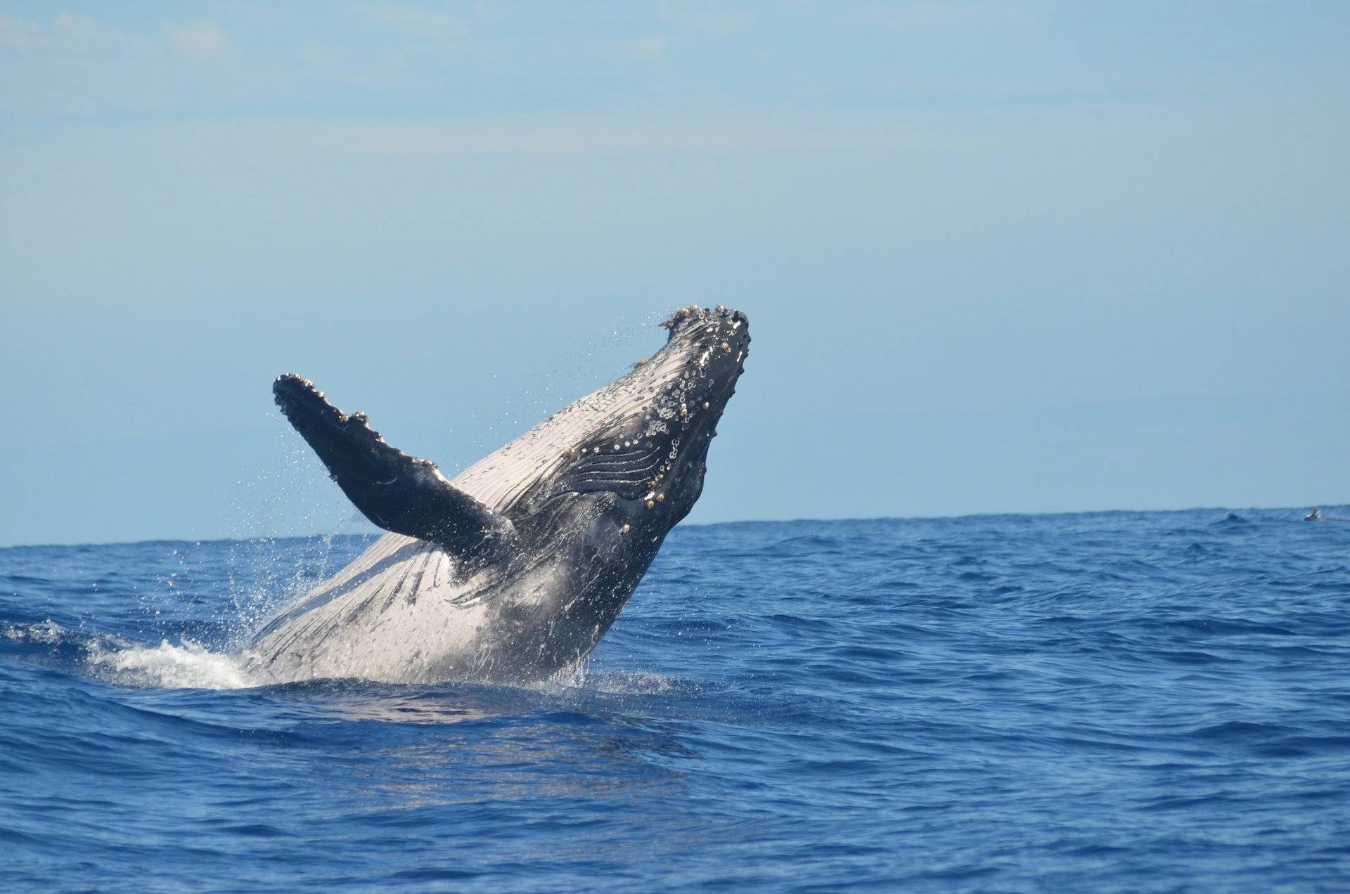 Avistamiento de ballenas: bailarinas en el agua