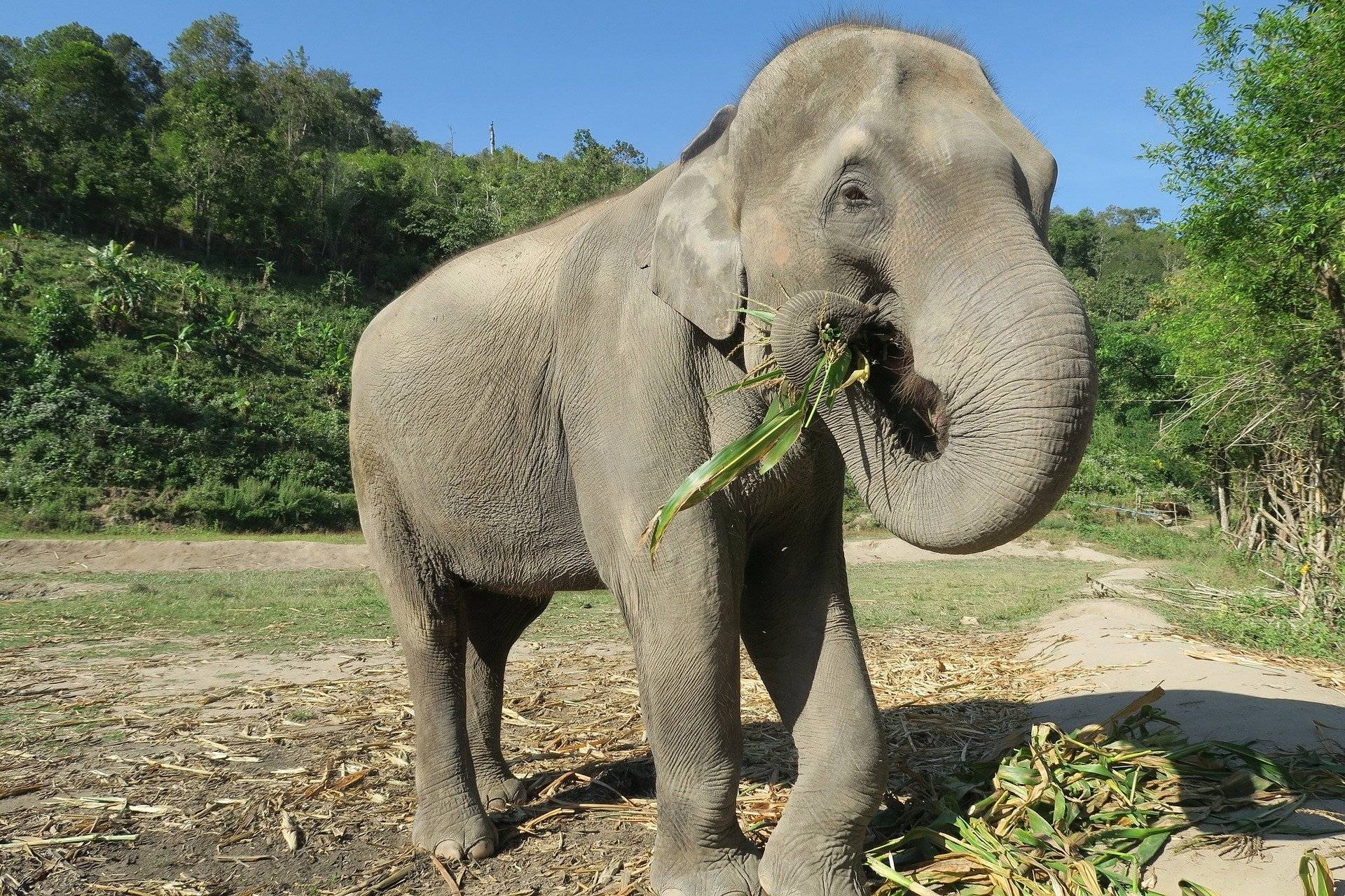 Rencontre avec les éléphants à Chiang Mai