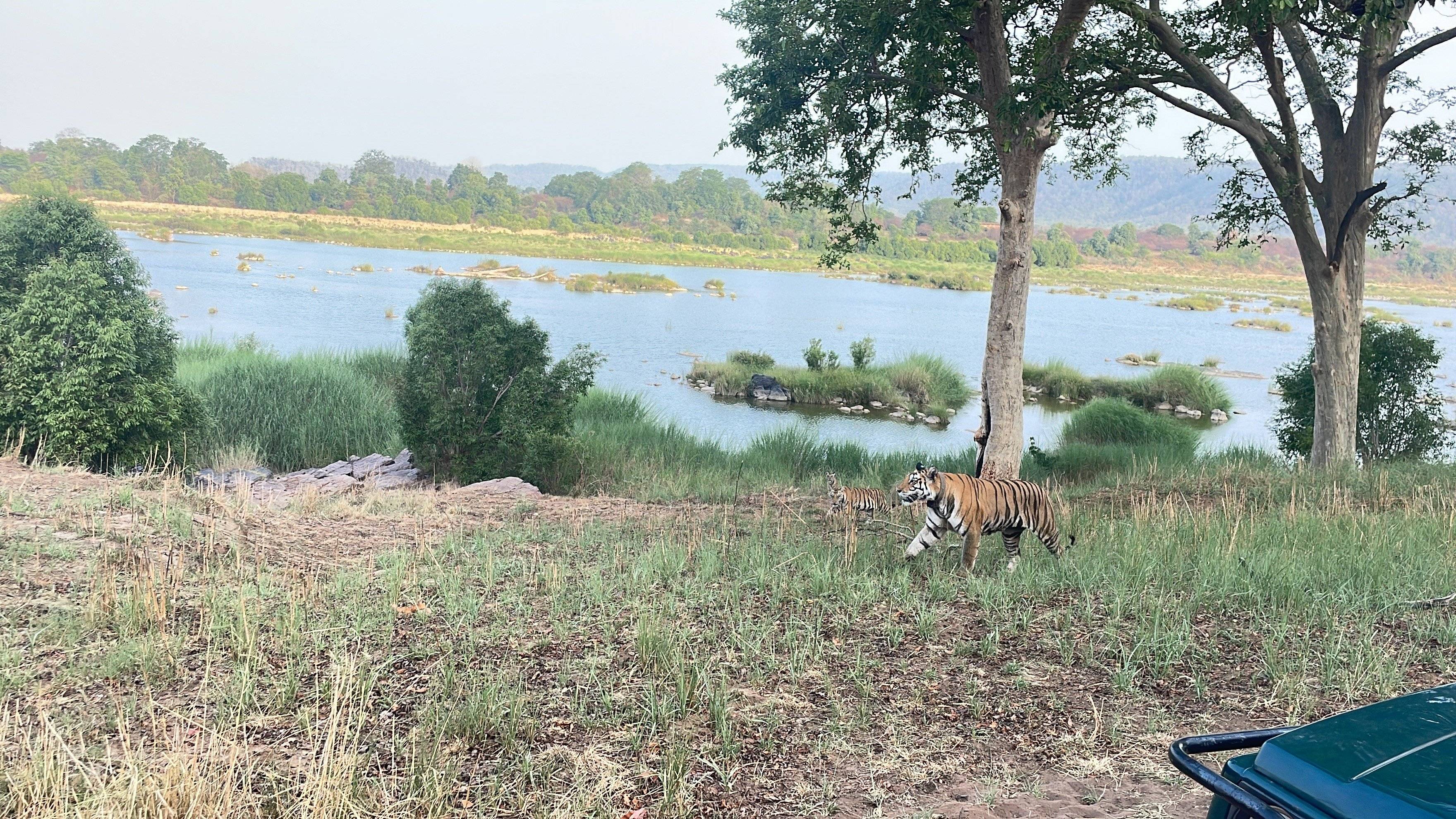 Tiger-Safari im schönen Panna Nationalpark