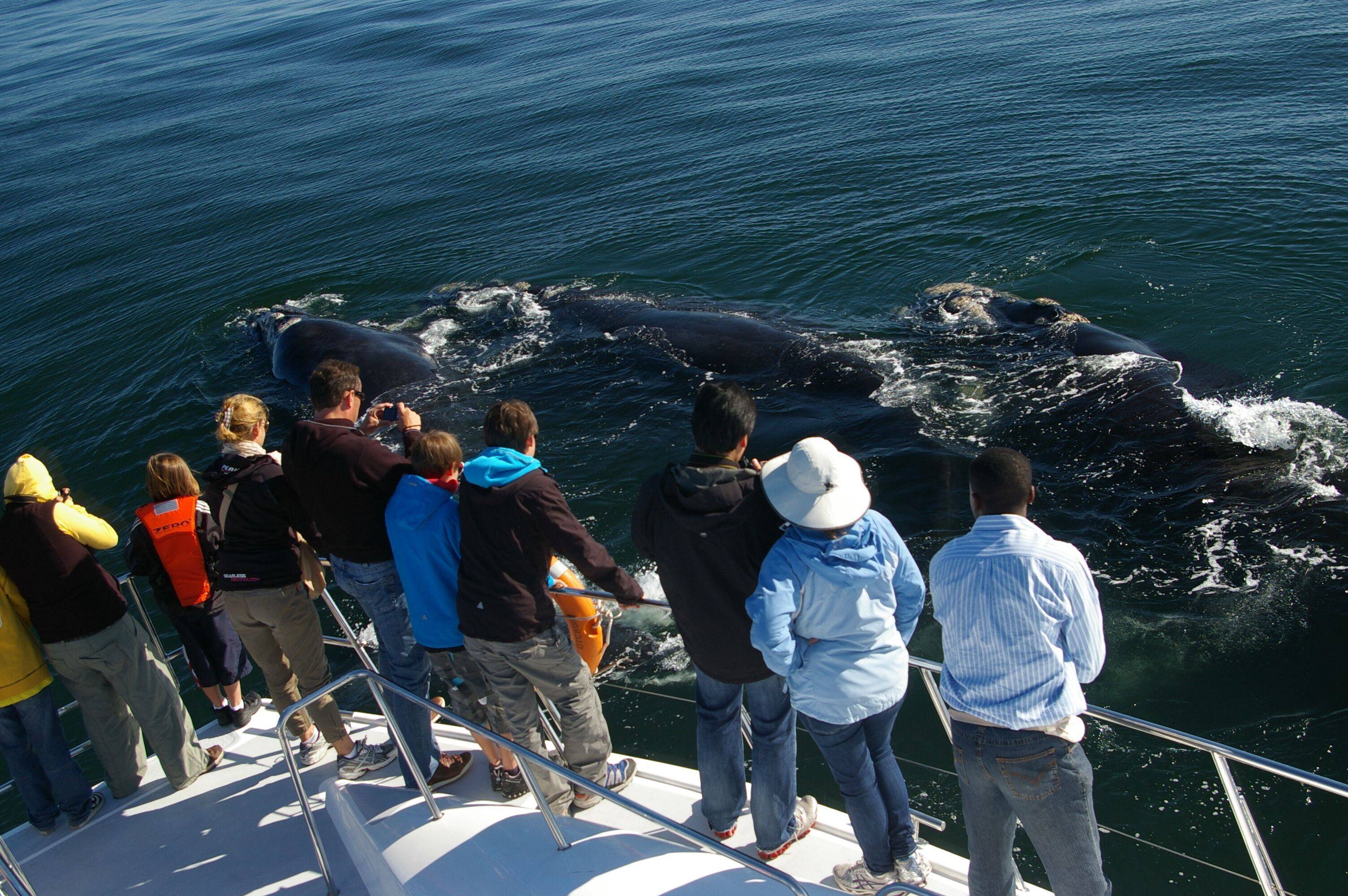Kennismaking met de walvissen