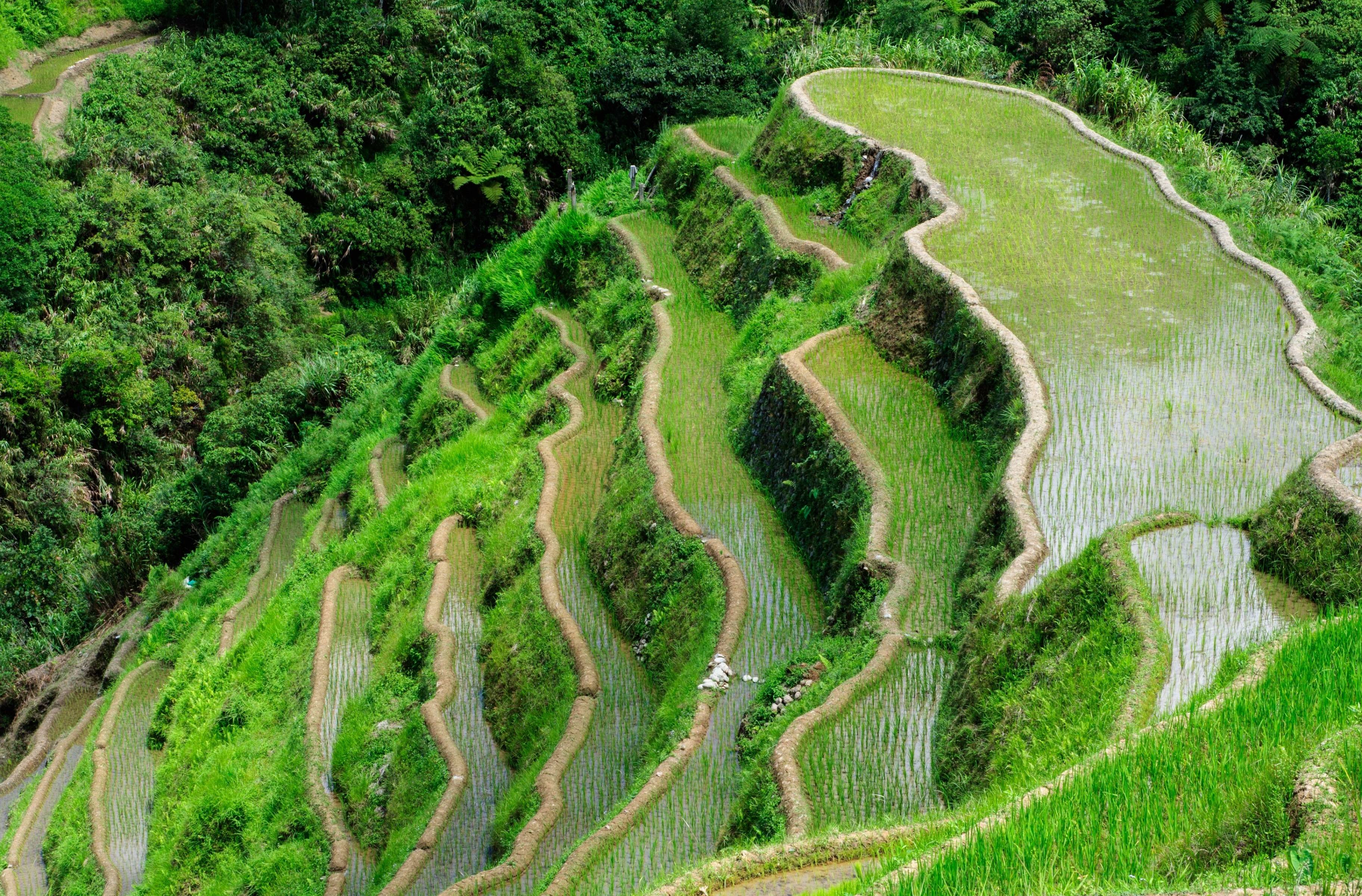 Mu Cang Chai, la capitale des rizières en terrasses