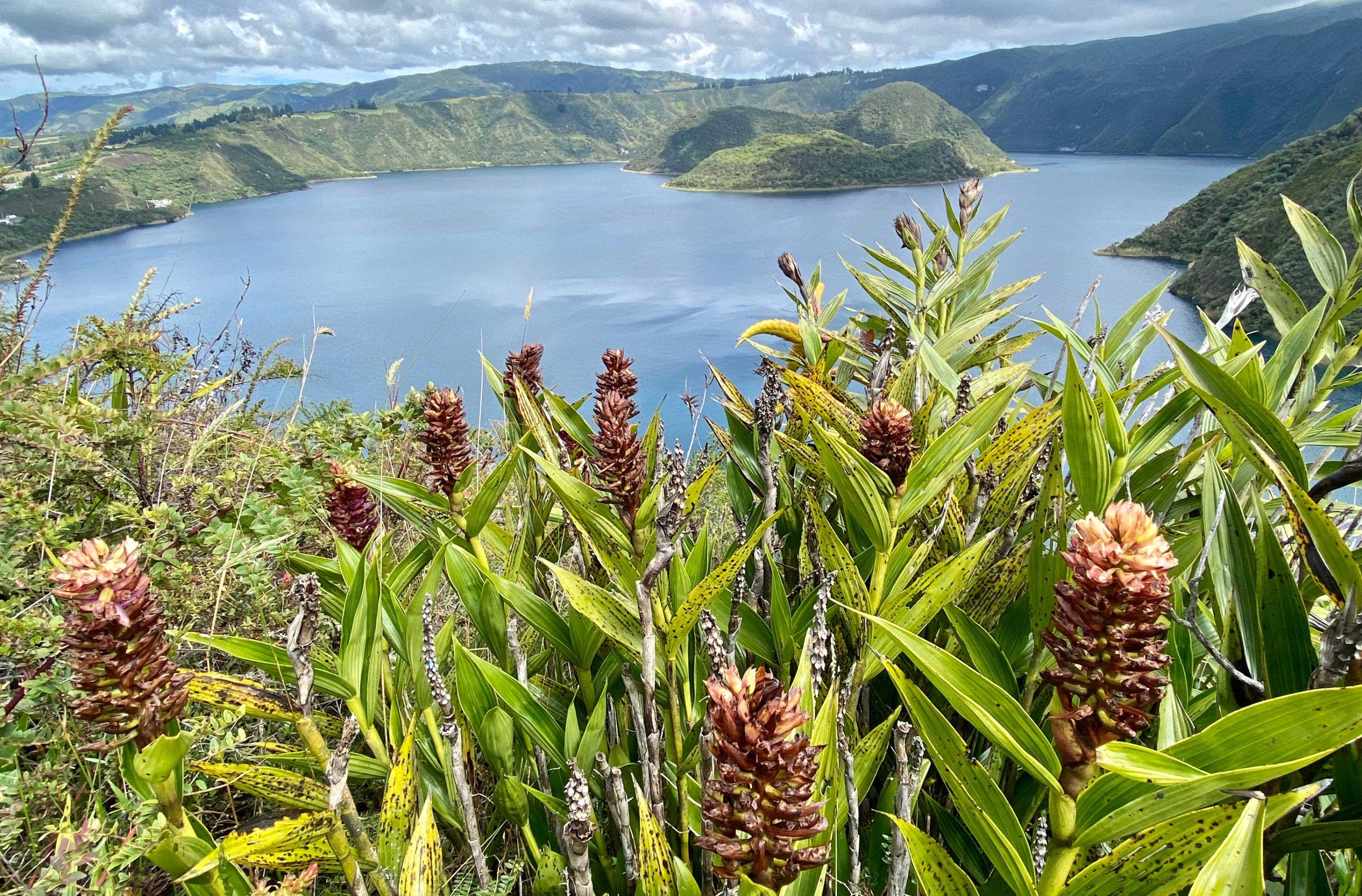 Große Pflanzenvielfalt bei der Cuicocha-Lagune