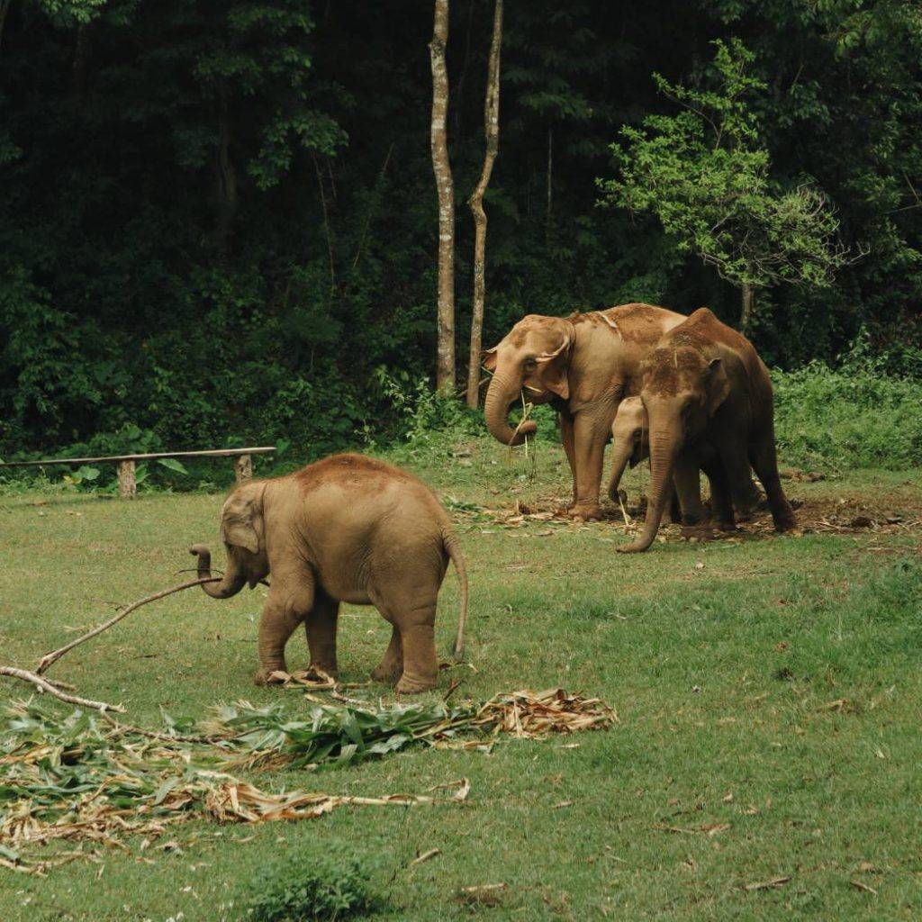 Chiang Mai - Al Refugio de los Elefantes